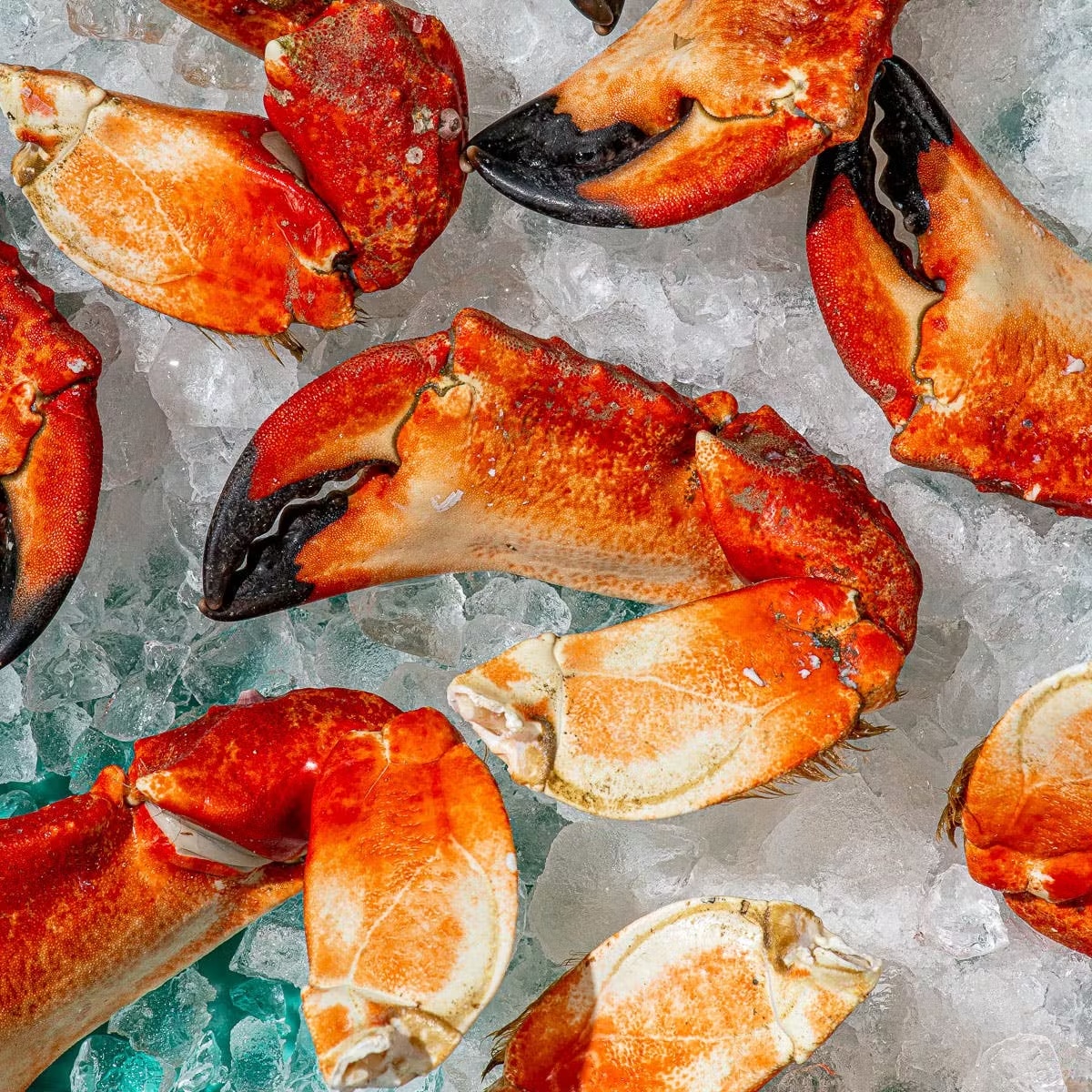 Jumbo Pacific Red Stone Crab Claws