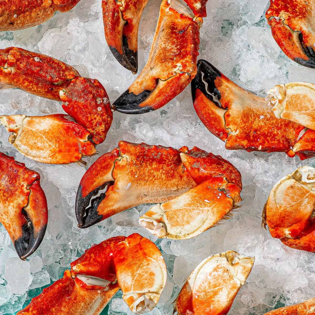 Large Pacific Red Stone Crab Claws