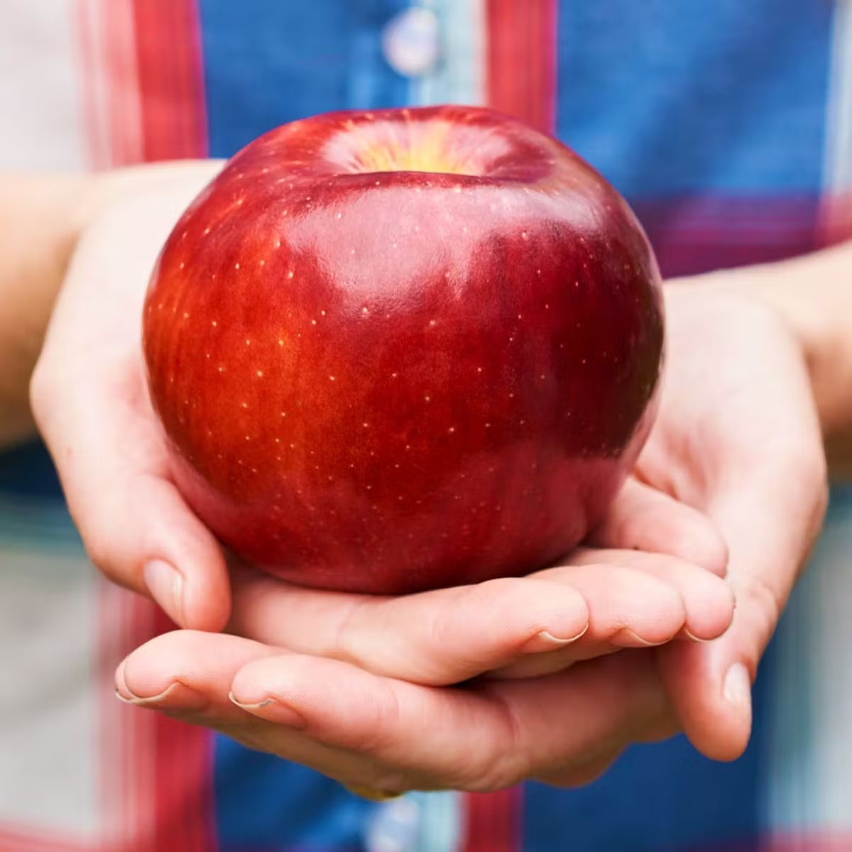 Cosmic CrispÂ® Apple - Dozen