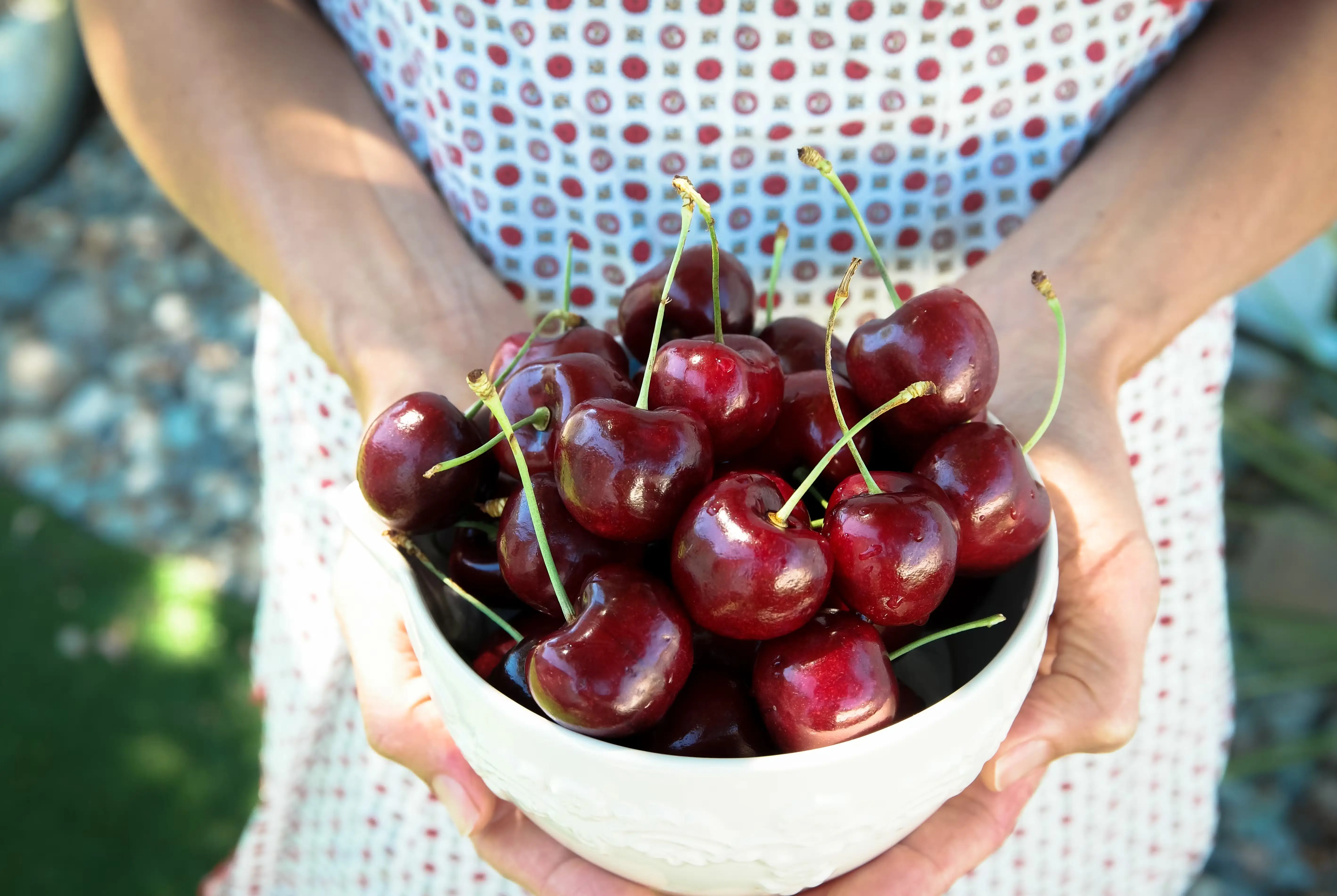 Fresh Jumbo Premium Sweet Cherries - 5 lbs.