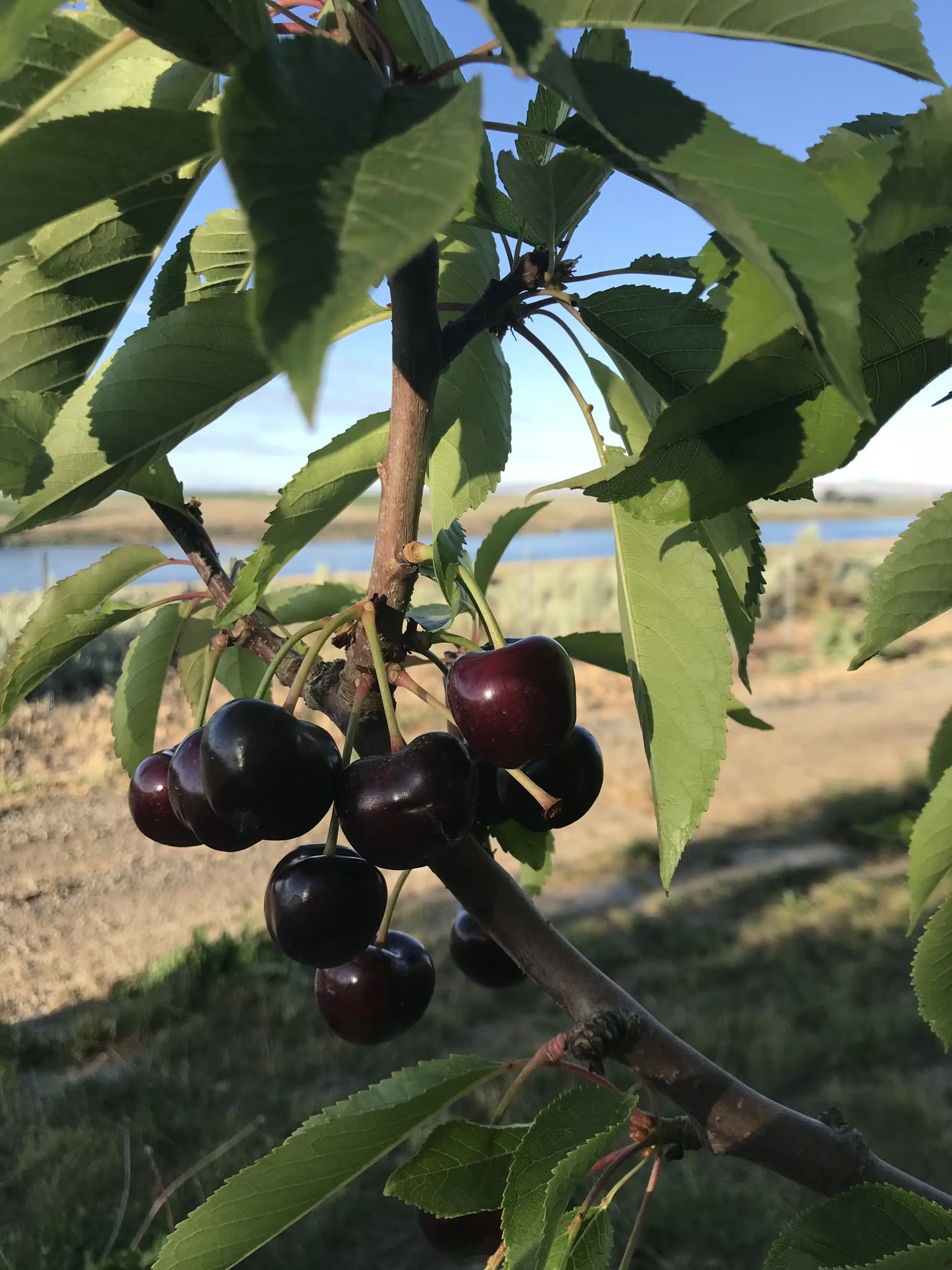 13561-fresh-jumbo-premium-sweet-cherries-5-lbs–1.webp