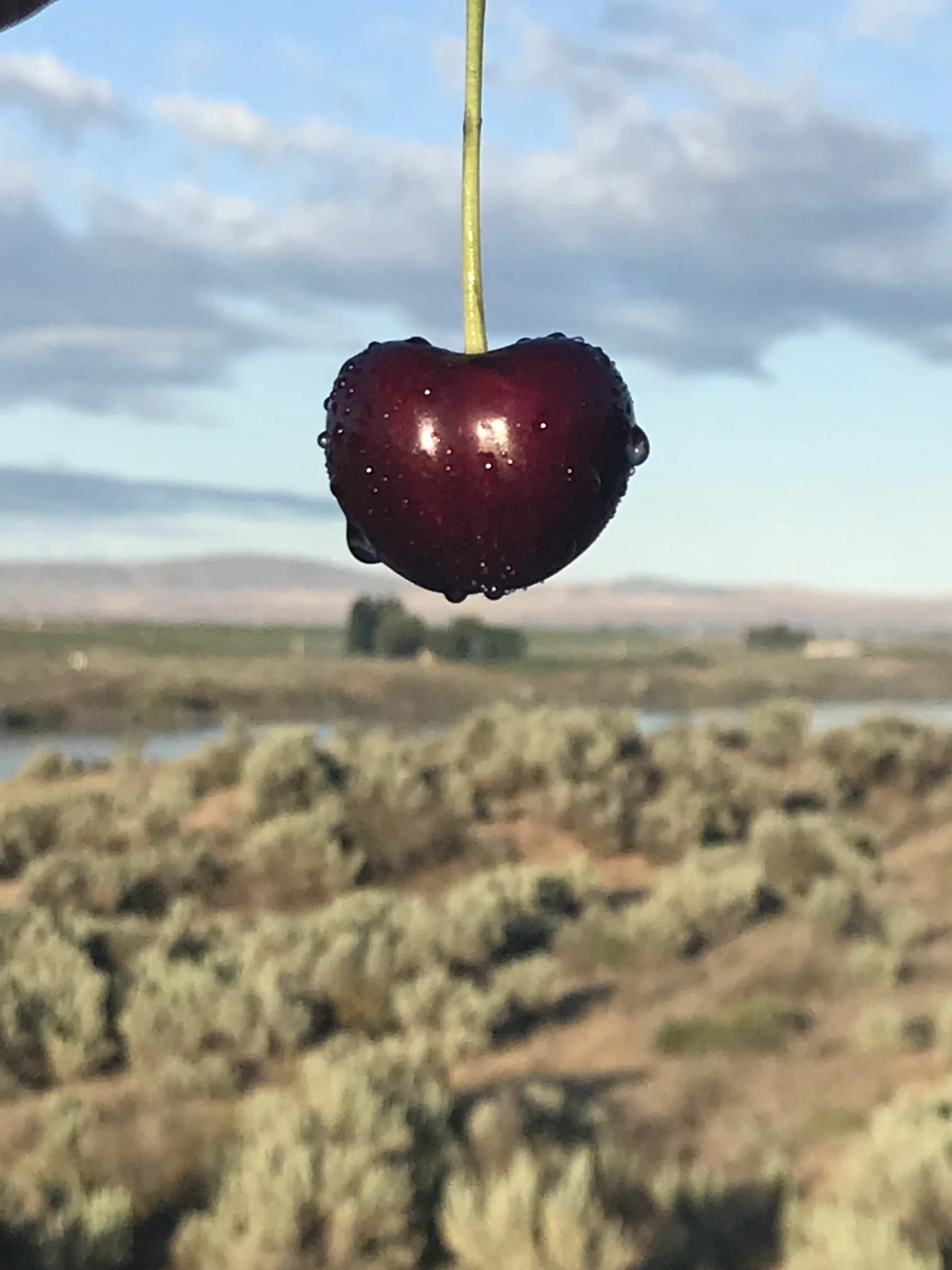 13561-fresh-jumbo-premium-sweet-cherries-5-lbs–1.webp