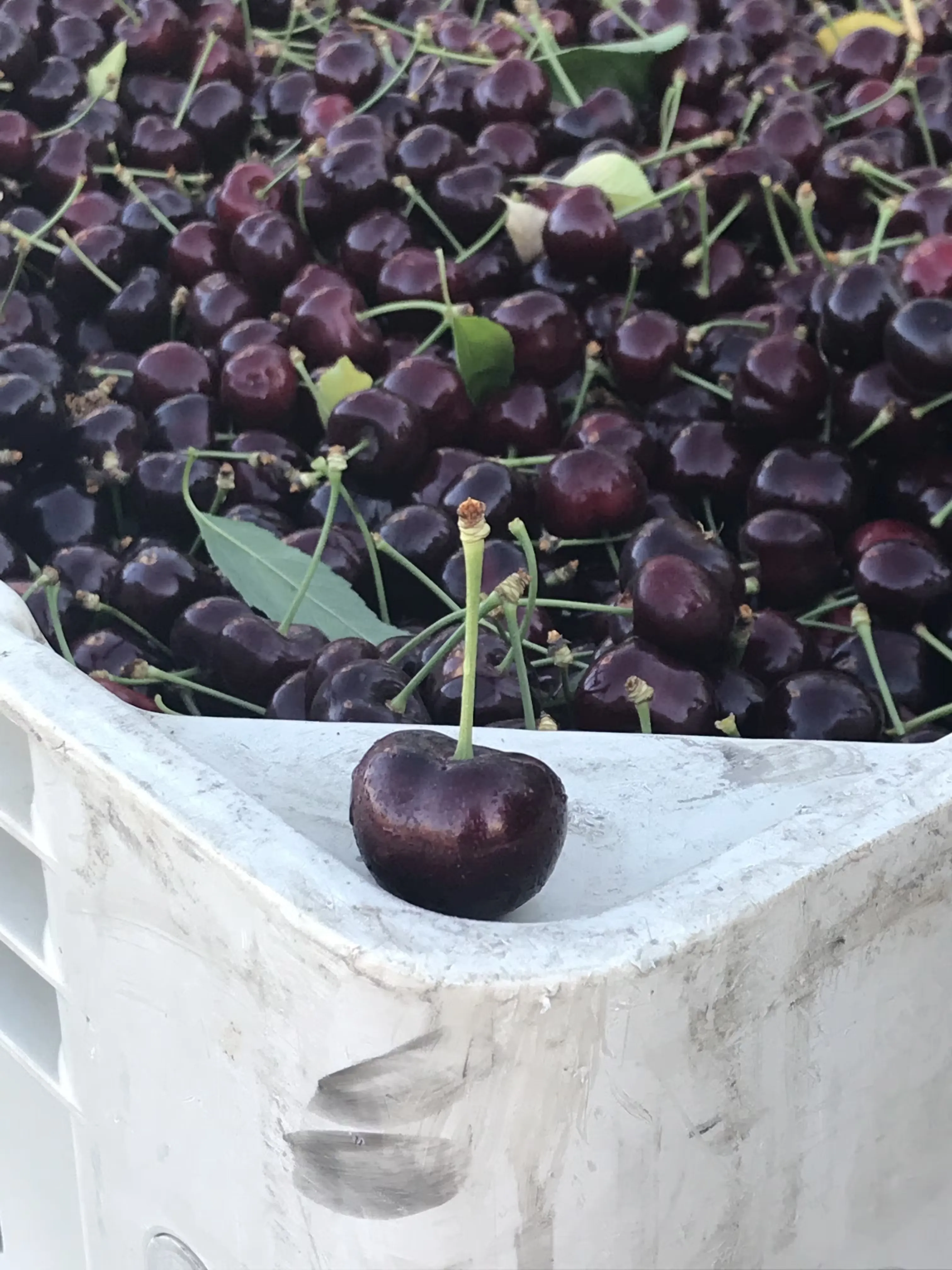 13561-fresh-jumbo-premium-sweet-cherries-5-lbs–1.webp