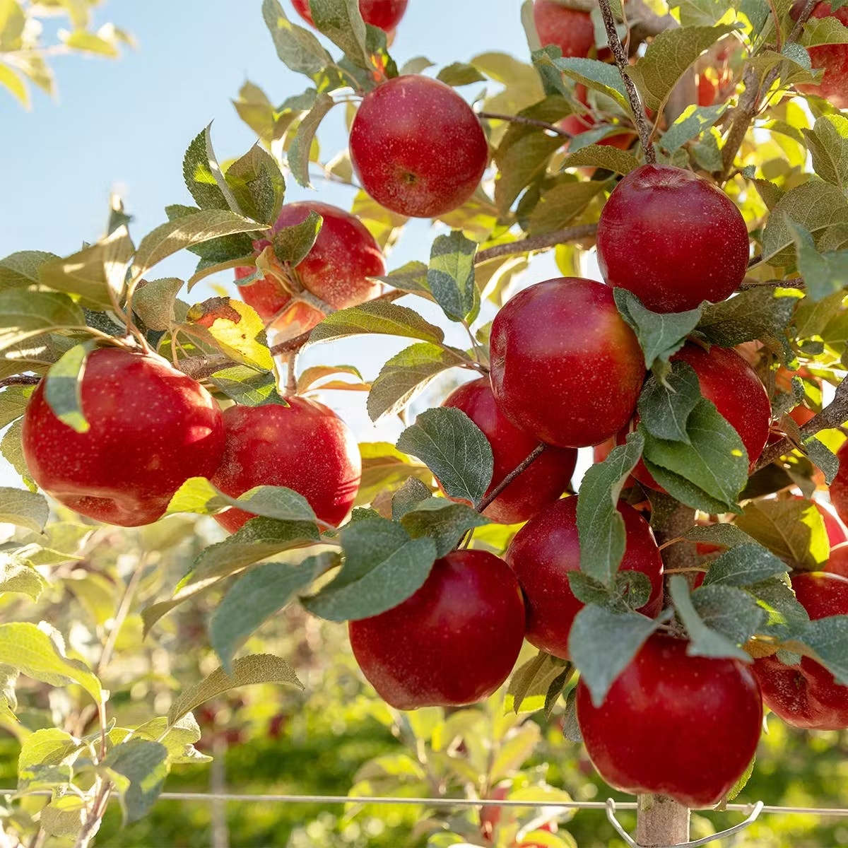 Organic SugarBeeâ¢ Apple - Dozen