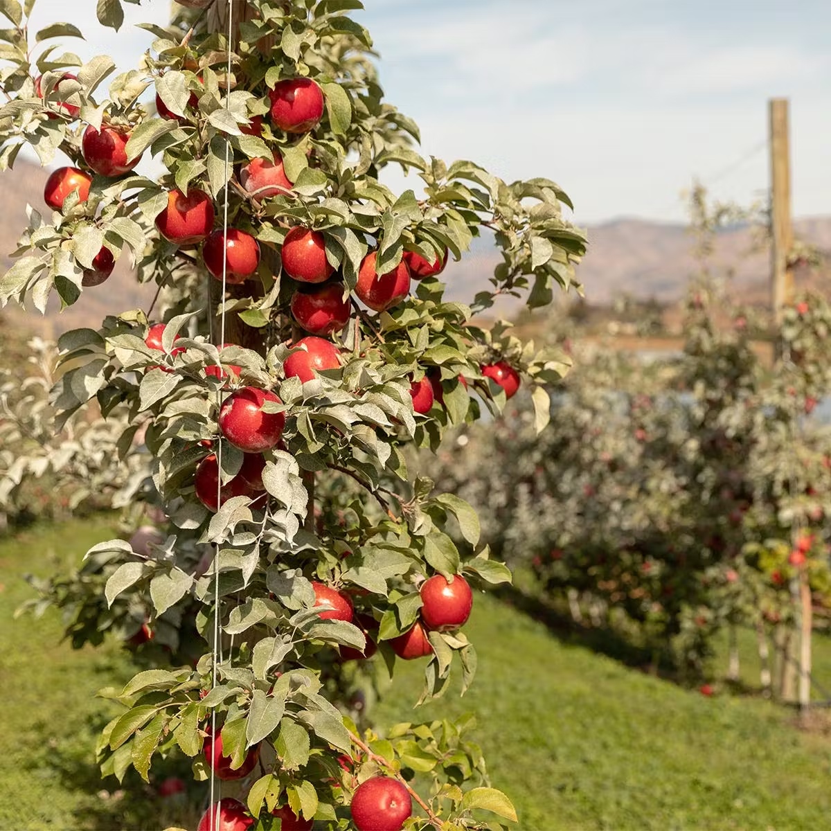 Organic SugarBeeâ¢ Apple - Dozen