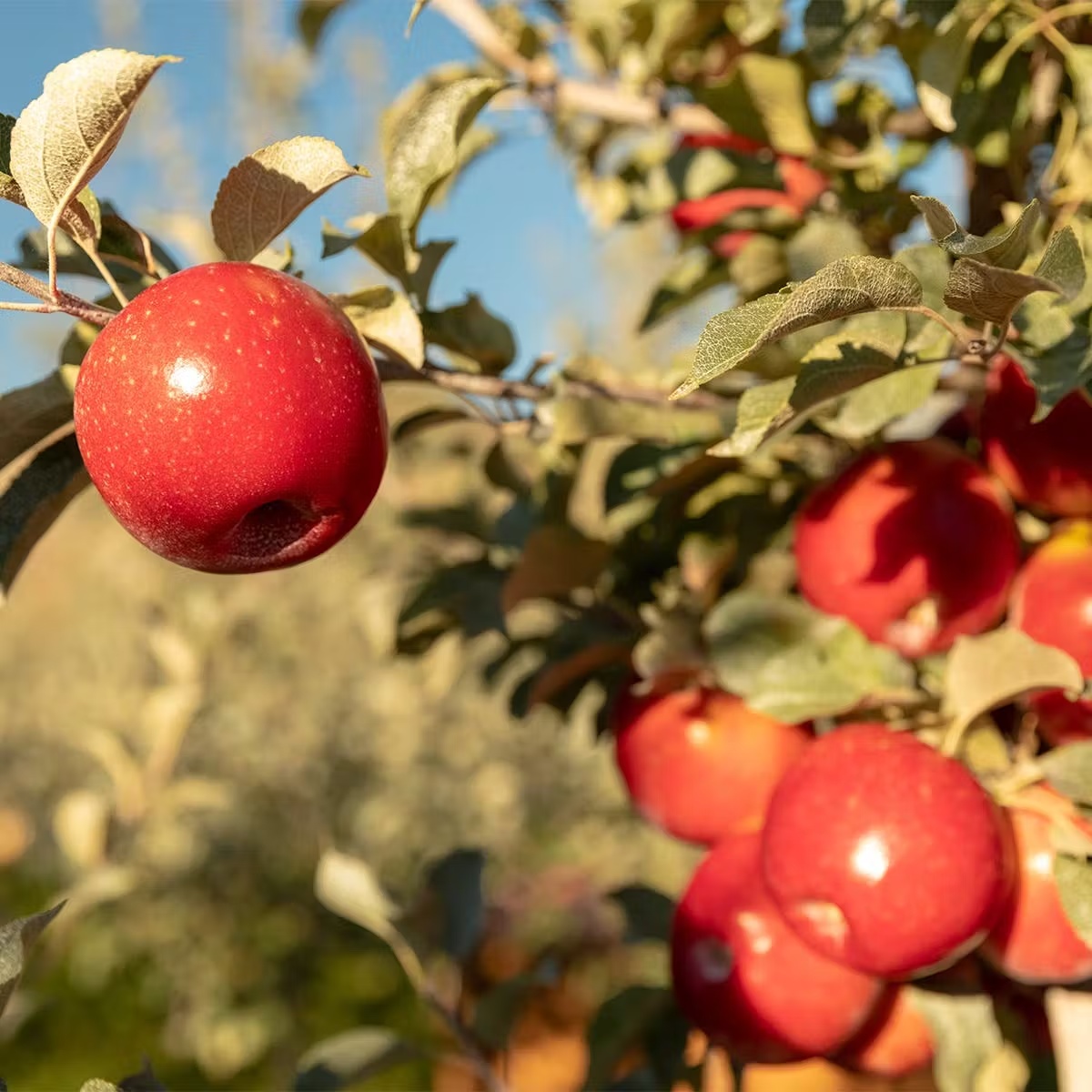13563-organic-sugarbee-apple-dozen-1.jpg
