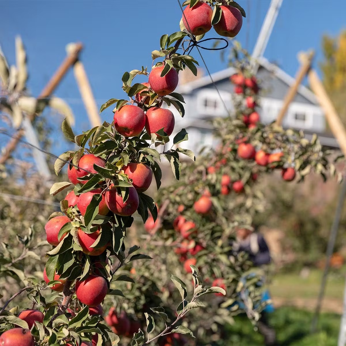 13565-sweetheart-koru-cosmic-crisp-apple-combo-dozen-1.jpg