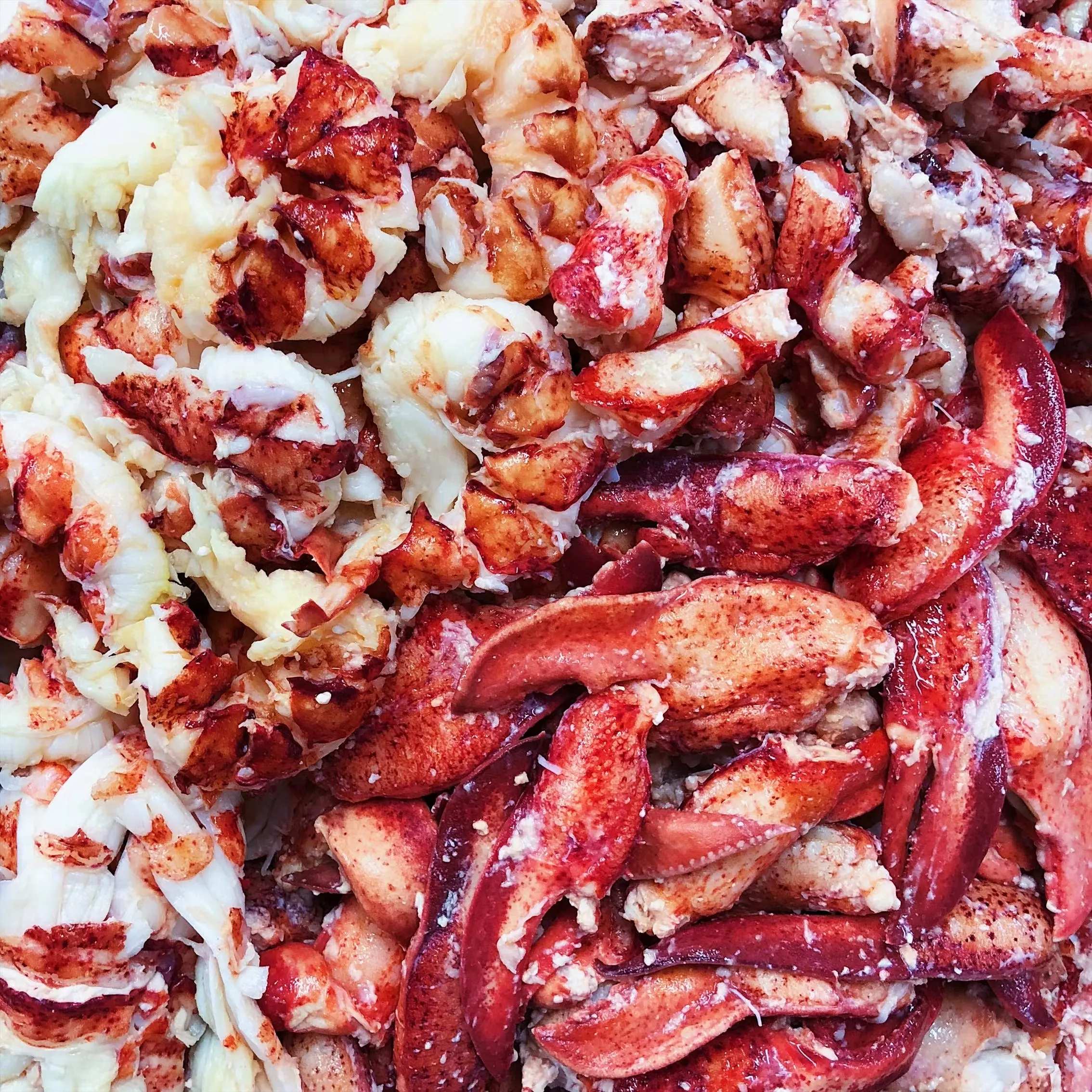 Fresh Picked Lobster Meat - 2 Lbs.