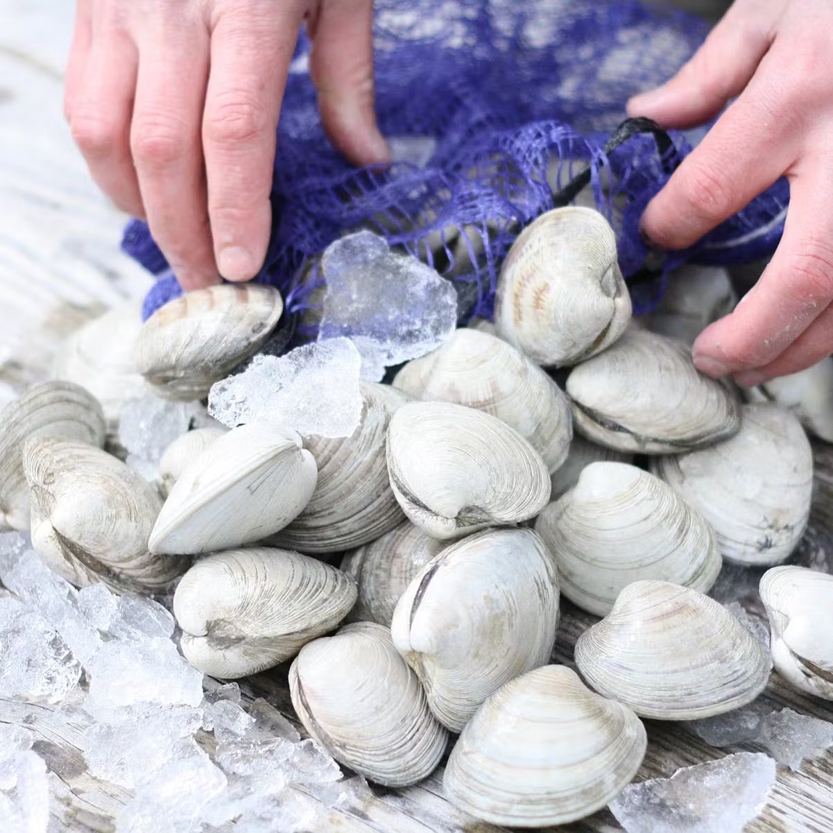 Hardshell Clams - 100 Pack - Goldbelly