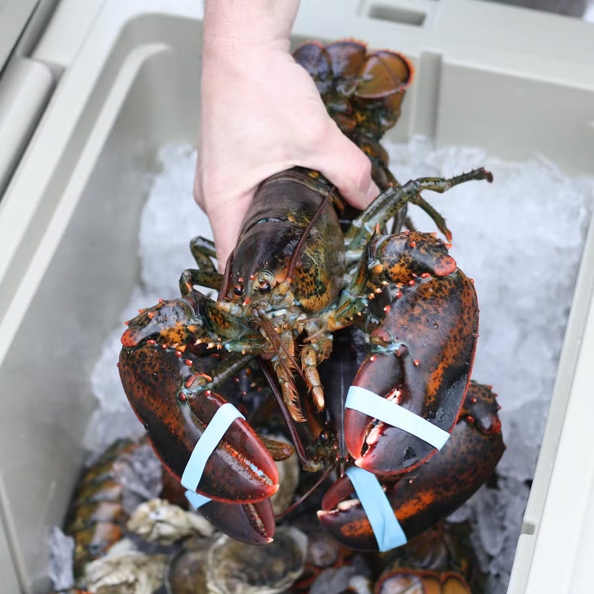 2 lb. Lobsters - 4 Pack