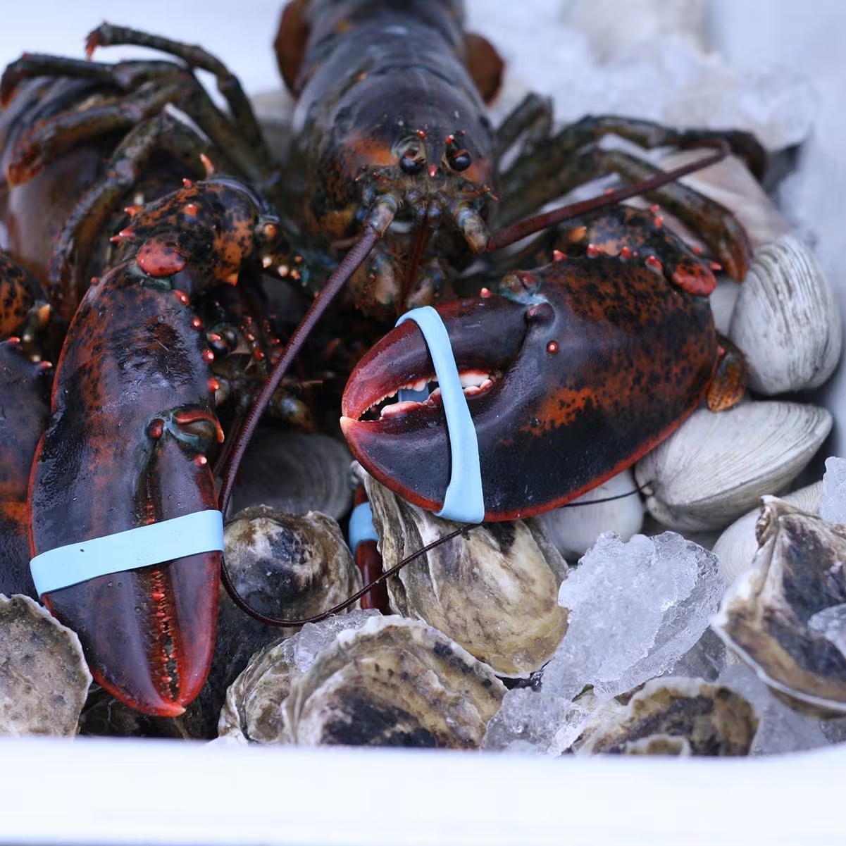 2 lb. Lobsters - 2 Pack