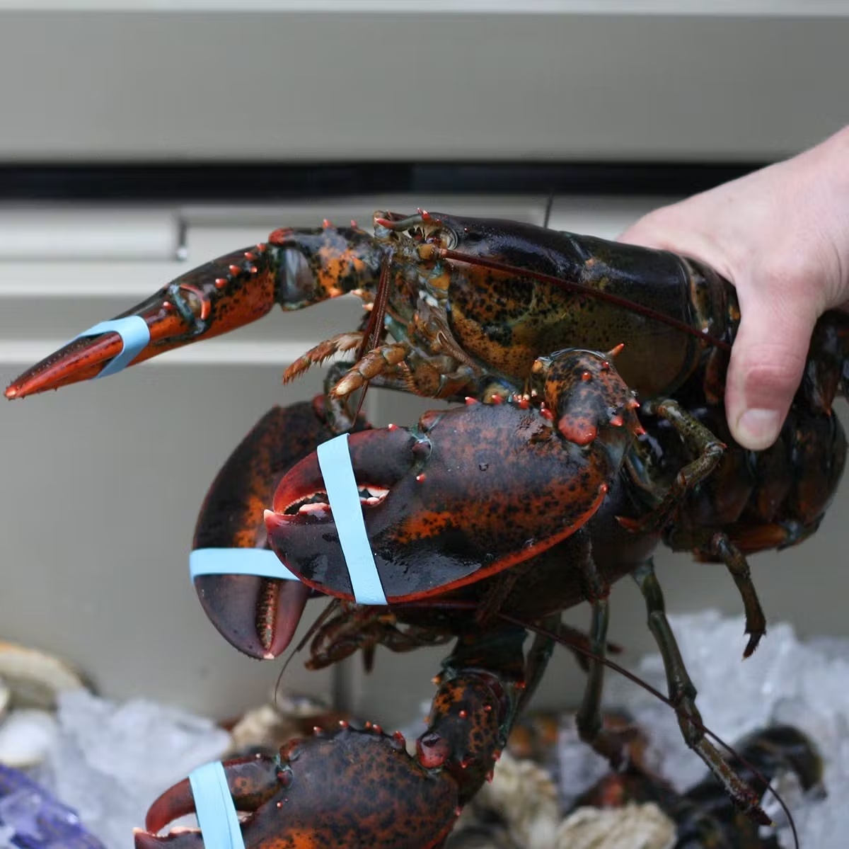 15583-1-5-lb-lobsters-2-pack-1.jpg