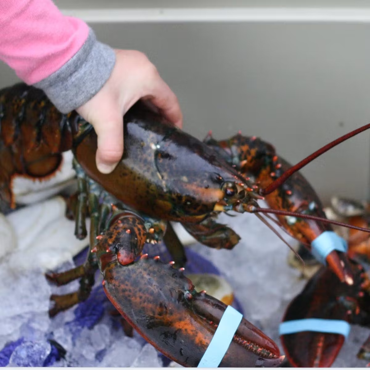 15583-1-5-lb-lobsters-2-pack-1.jpg
