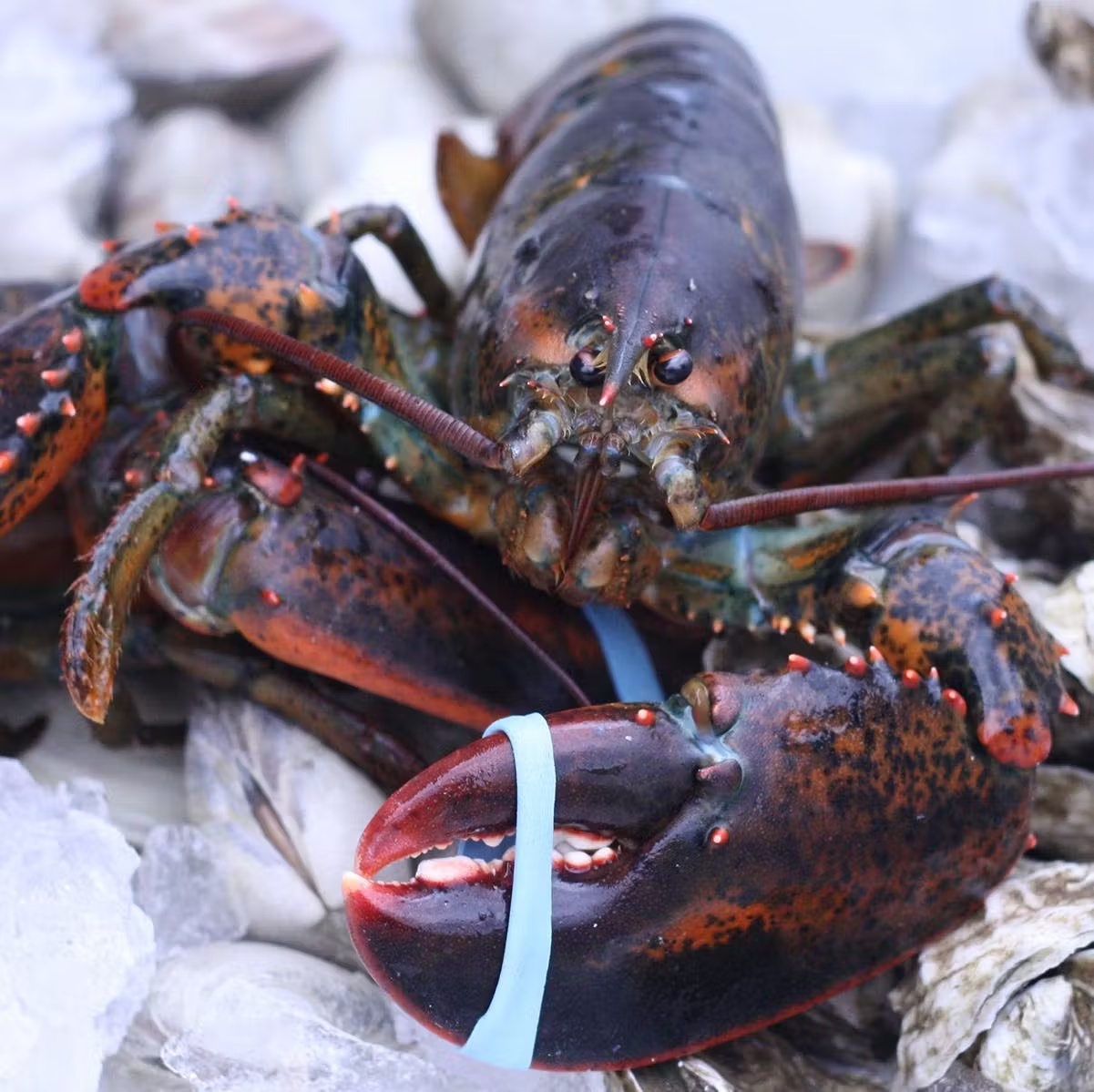 15584-1-5-lb-lobsters-4-pack-1.jpg