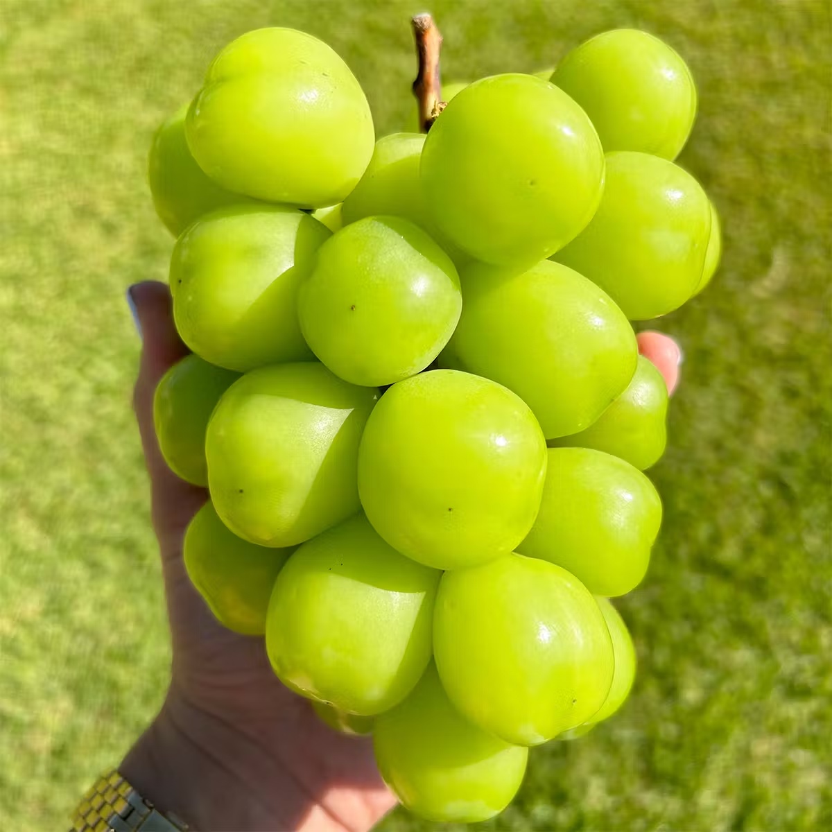 15946–k-grapes-shine-muscat-grapes-1.jpg