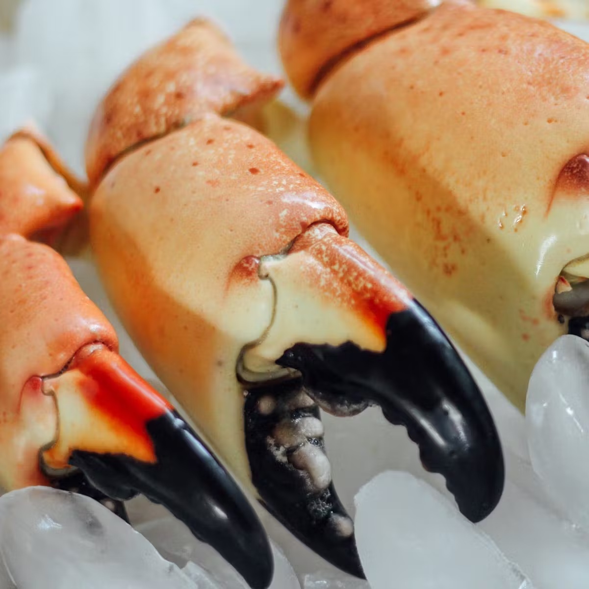 17603-stone-crab-key-lime-pie-1.jpg