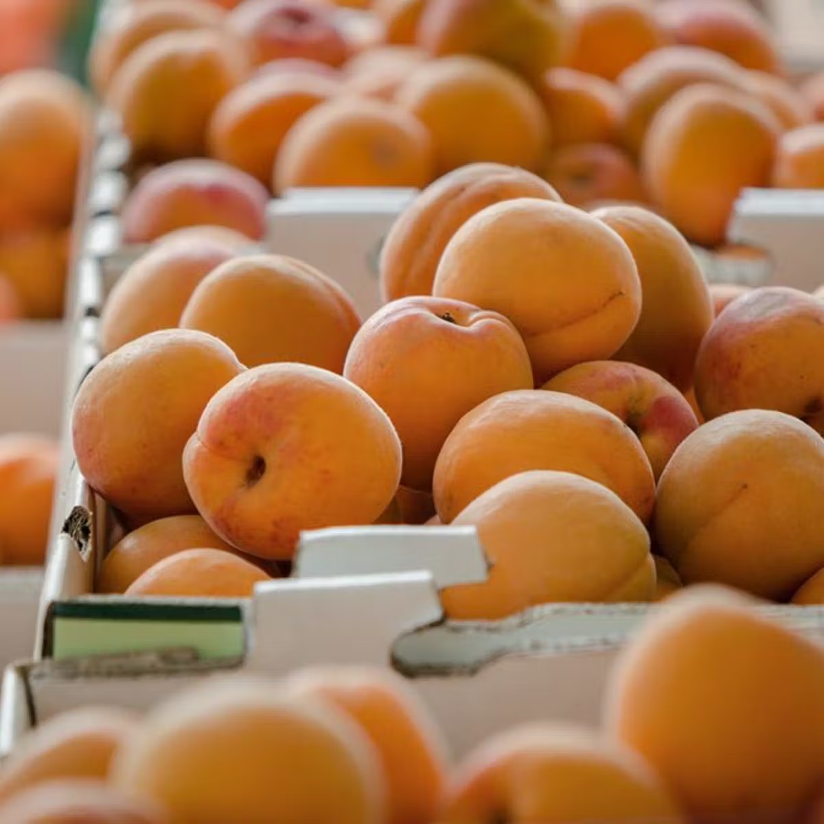 Organic Apricots