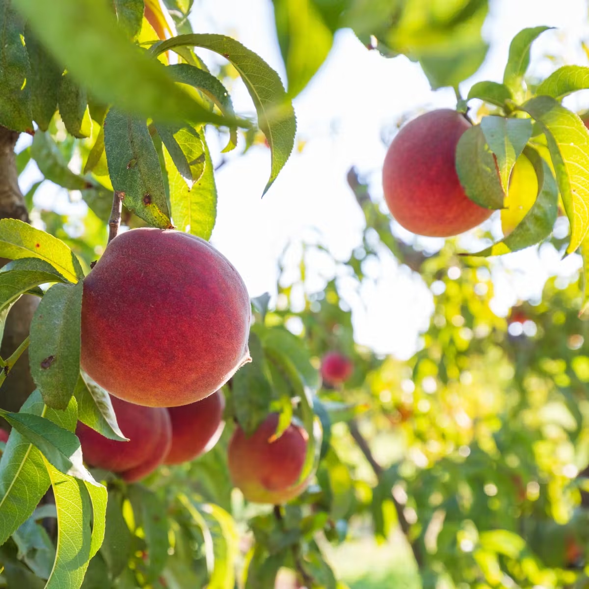 1828-organic-yellow-peaches-1.jpg