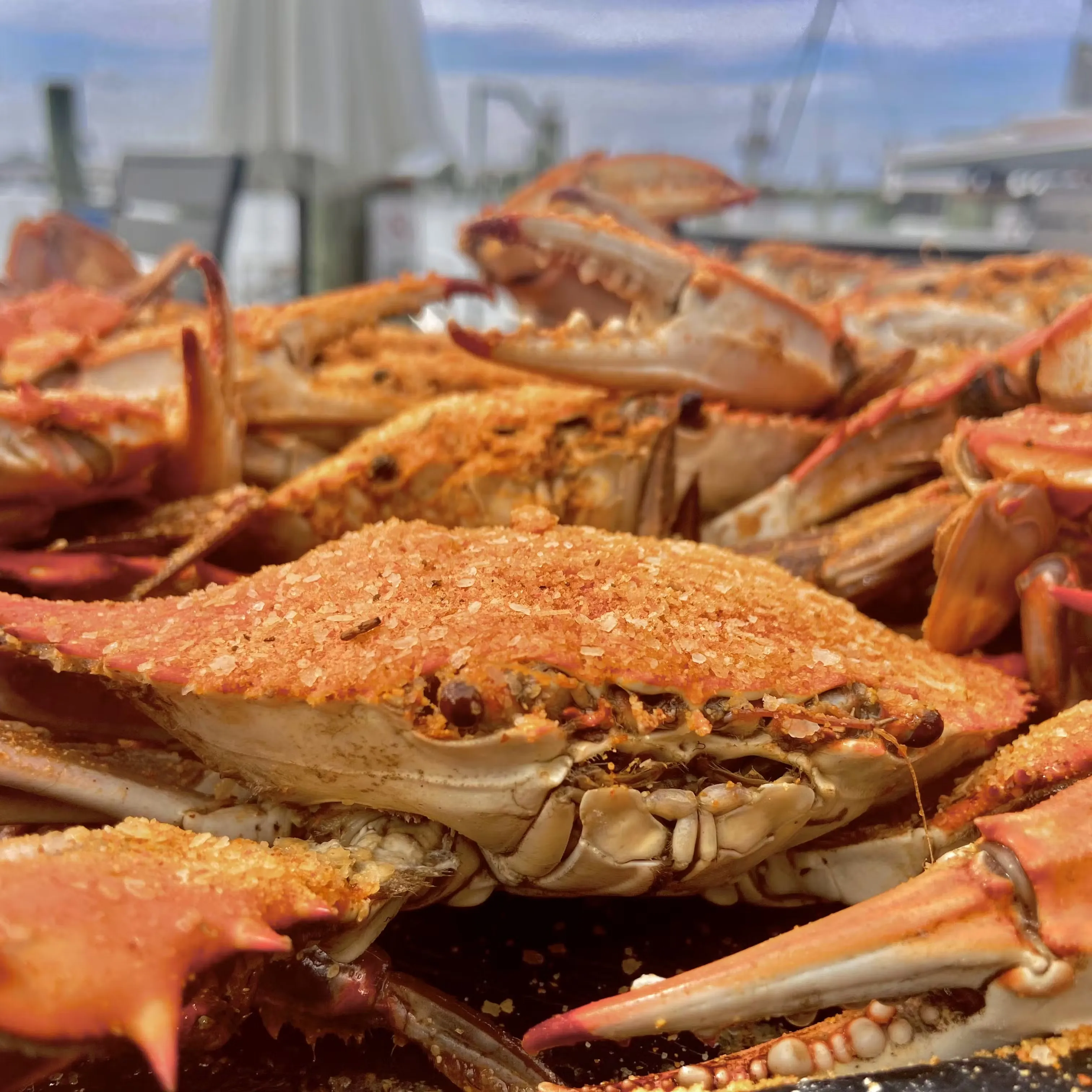 18790-select-1-steamed-blue-crab-kit-12-pack-1.webp