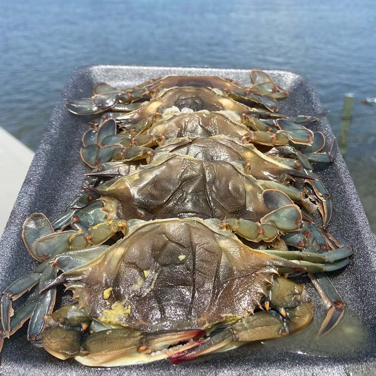 "Whale" Soft Shell Blue Crabs - 12 Pack