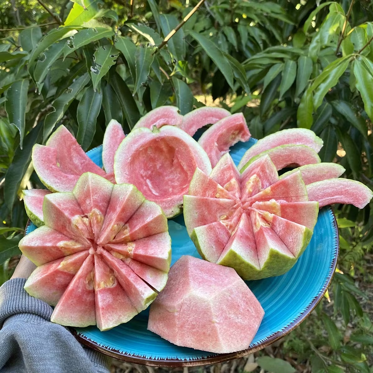 Watermelon Guava Fruit Box