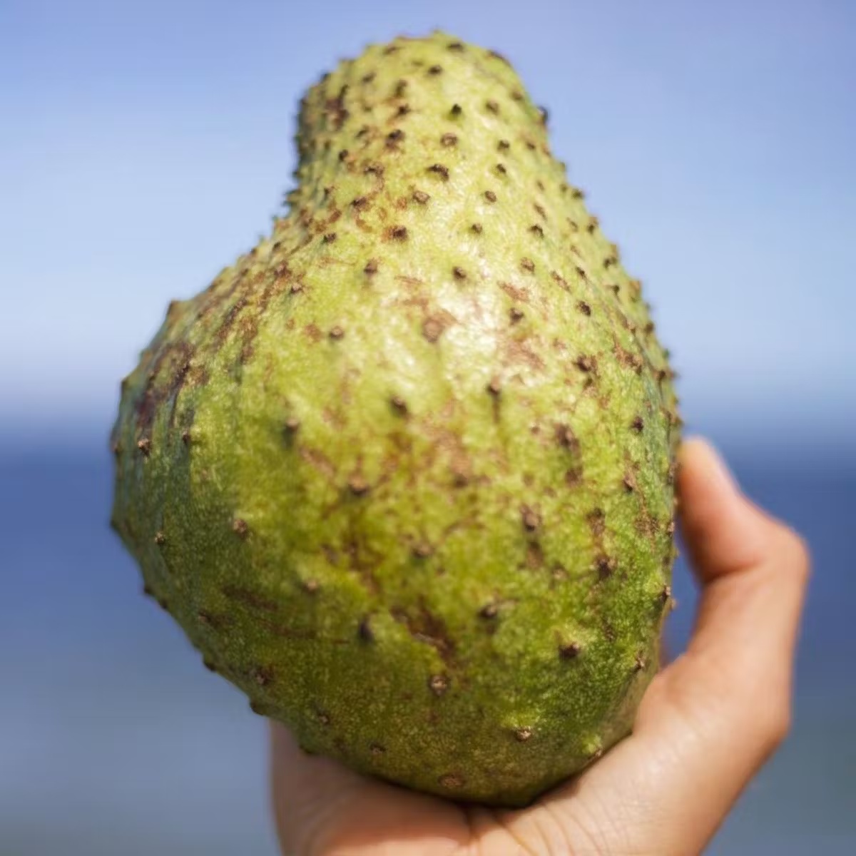 Premium Soursop Fruit Box