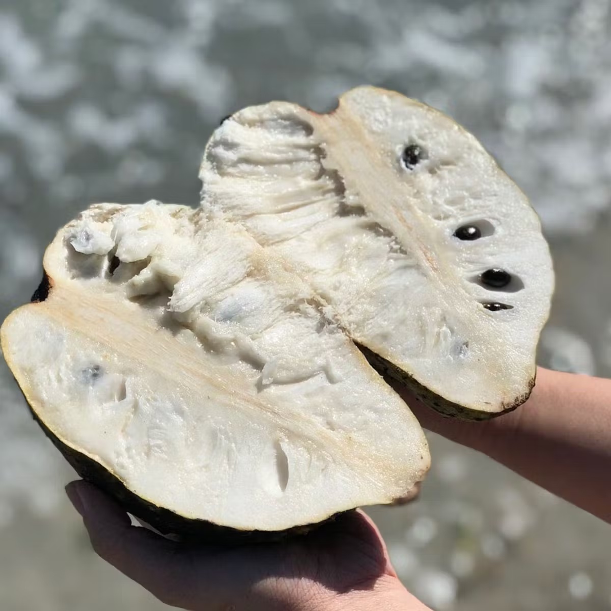 Premium Soursop Fruit Box