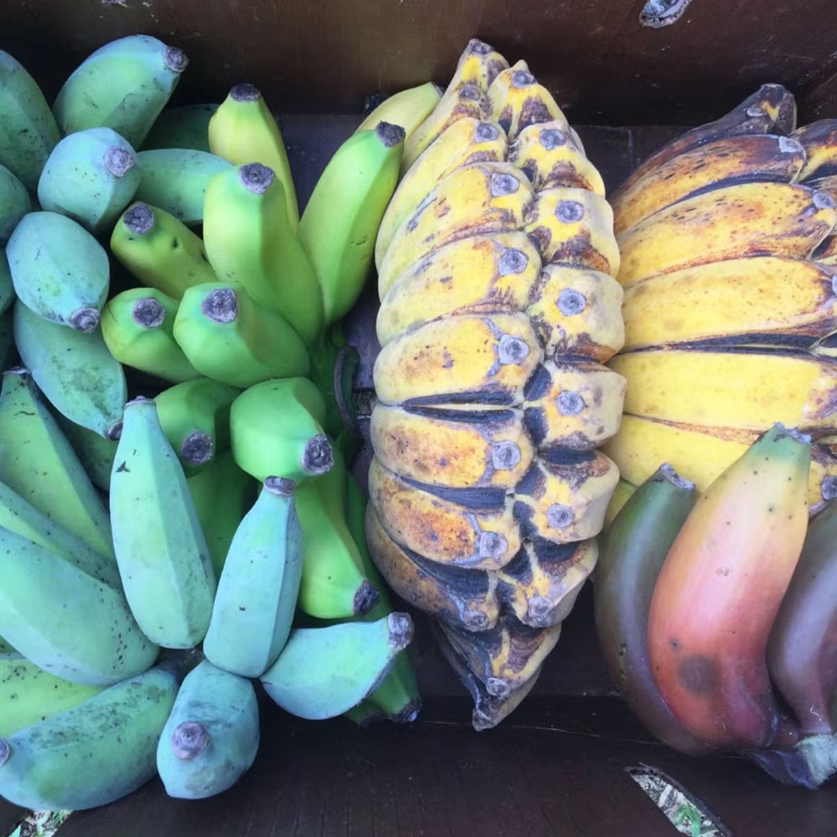 Banana Variety Box