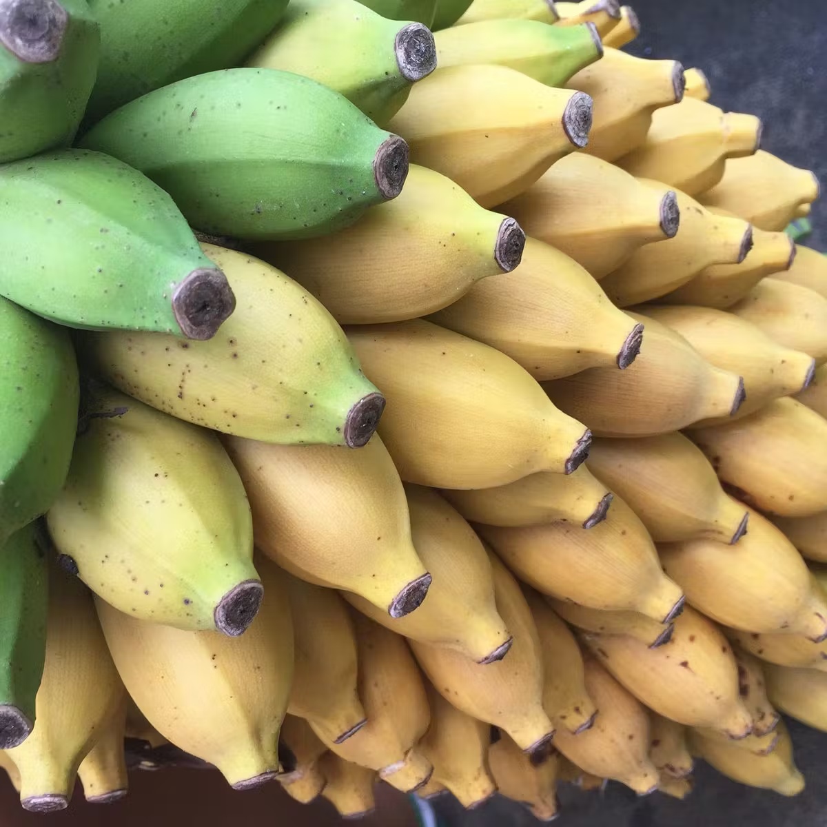 Banana Variety Box