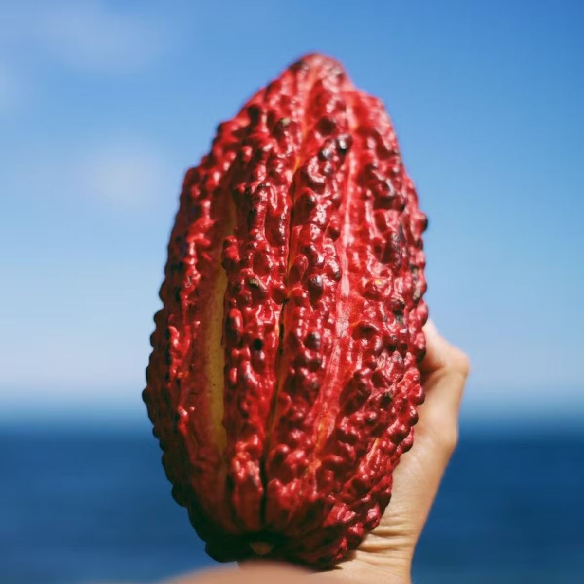 Cacao Fruit Box