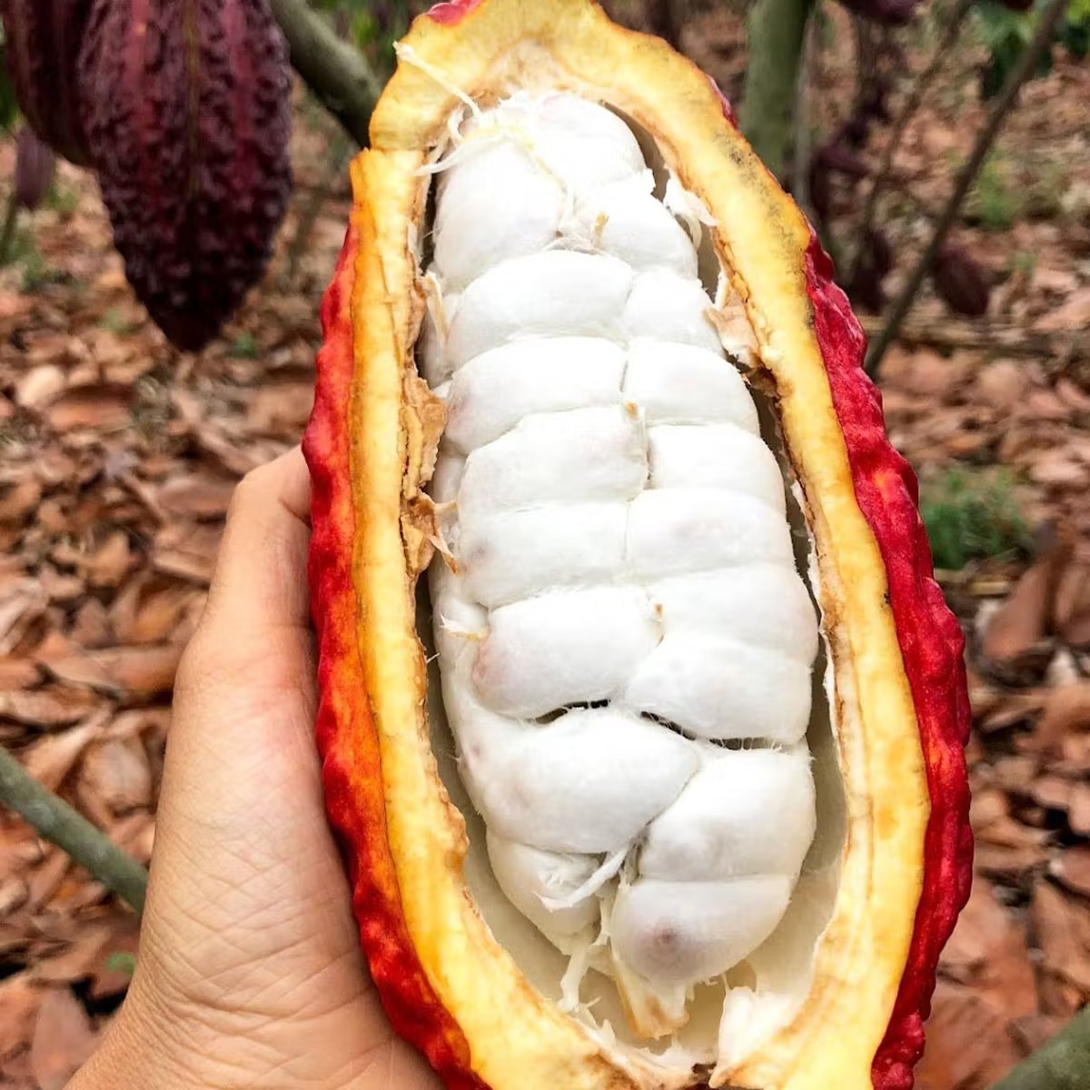 Cacao Fruit Box