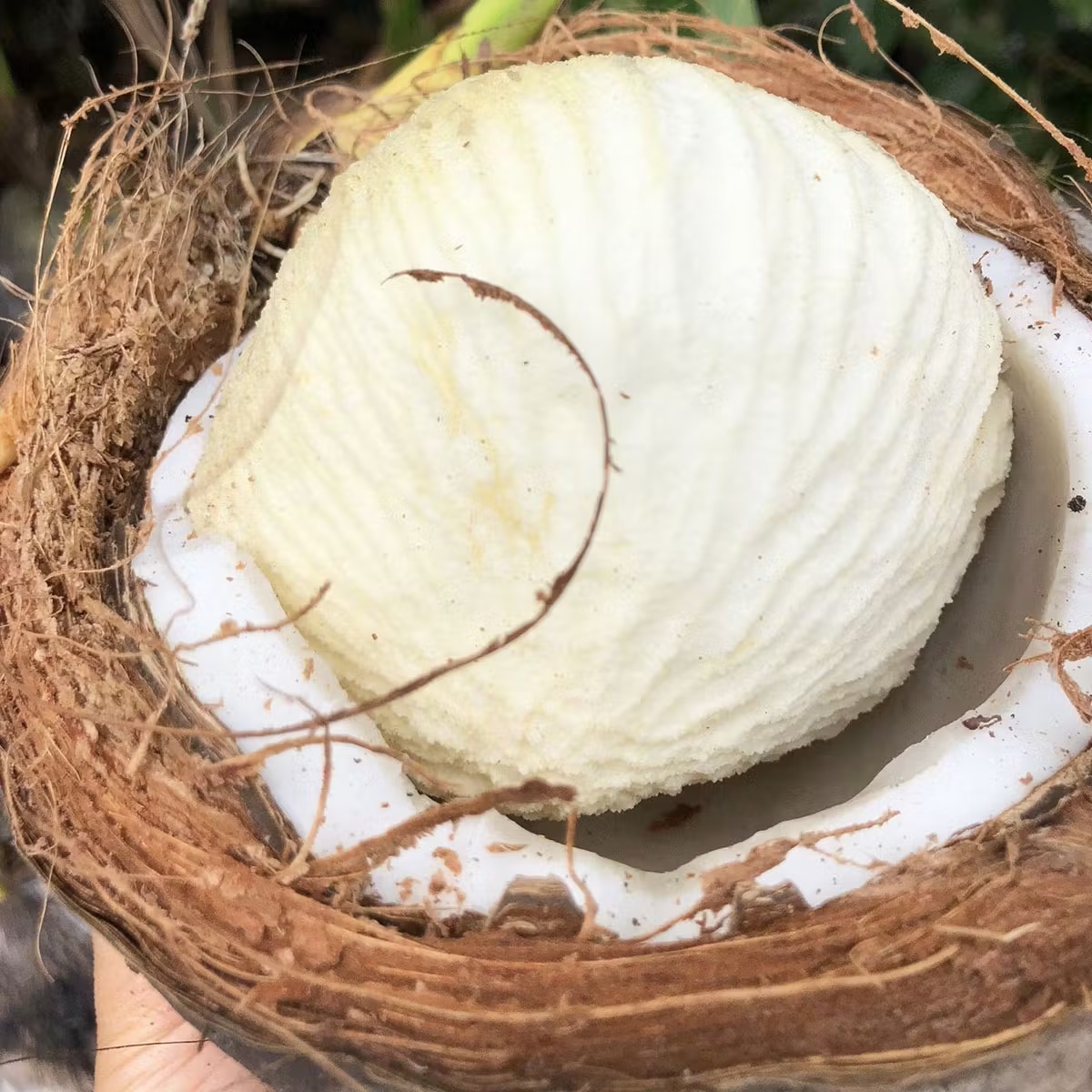 20244-sprouted-coconut-box-1.jpg