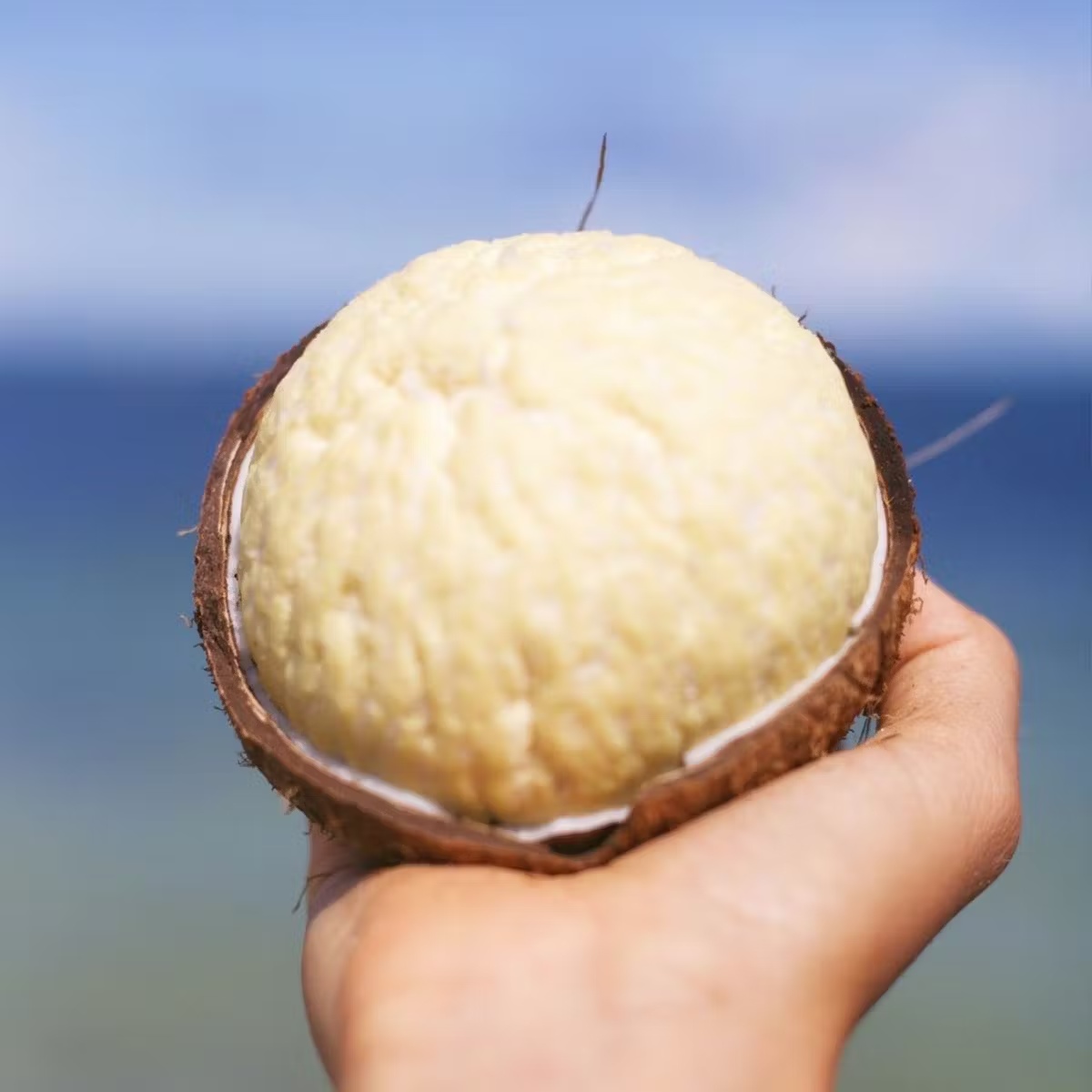 20244-sprouted-coconut-box-1.jpg