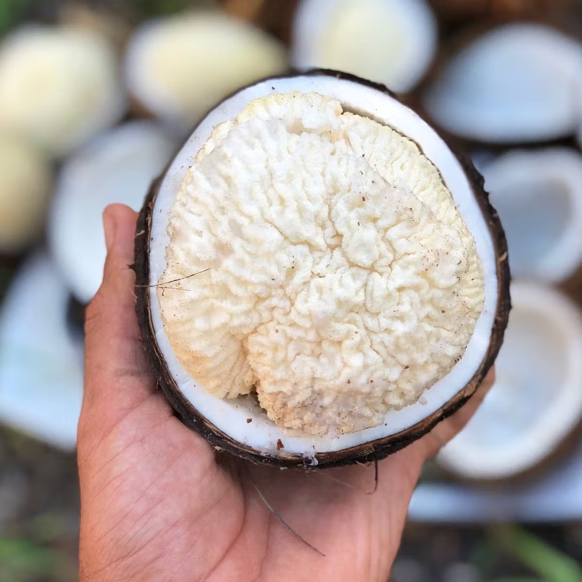 20244-sprouted-coconut-box-1.jpg