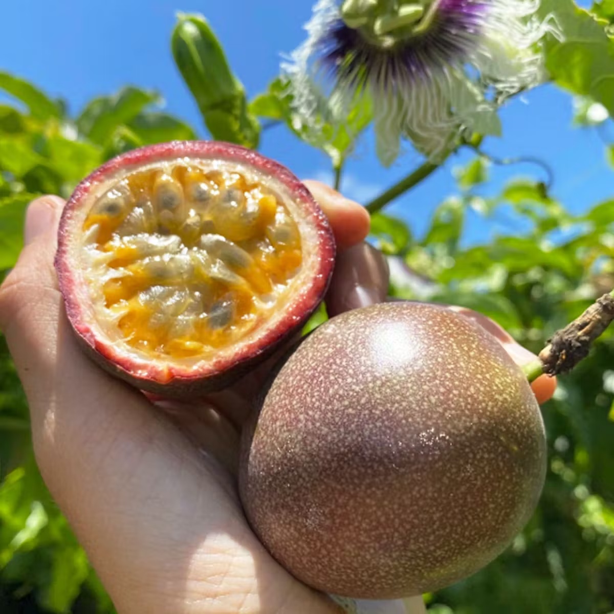 Purple Passionfruit Box