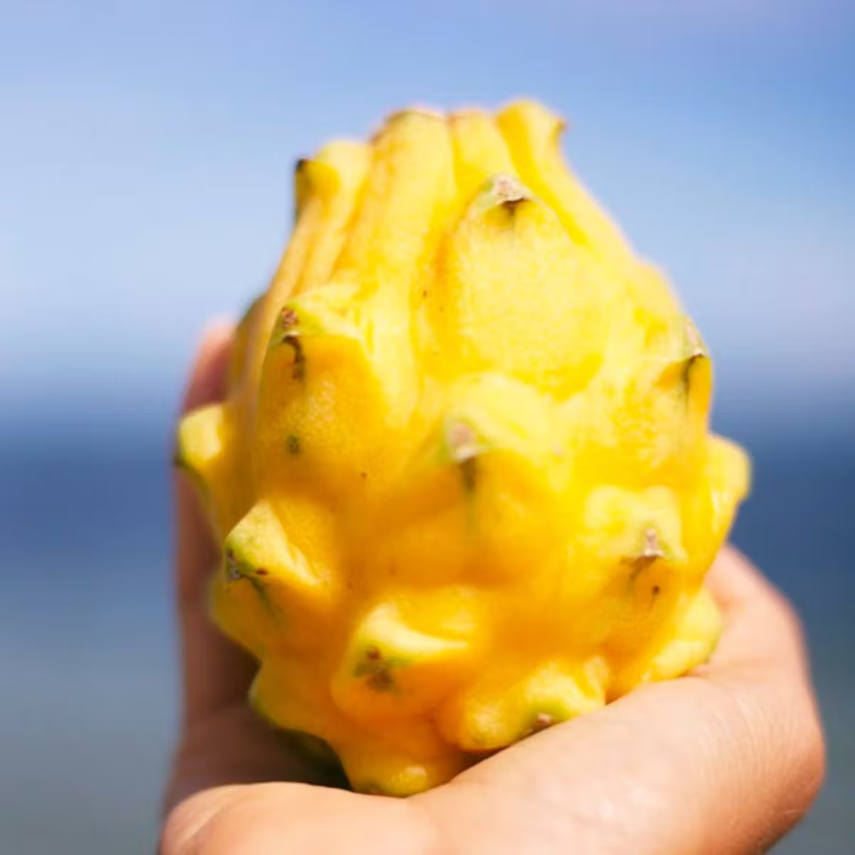 Yellow Dragonfruit Box