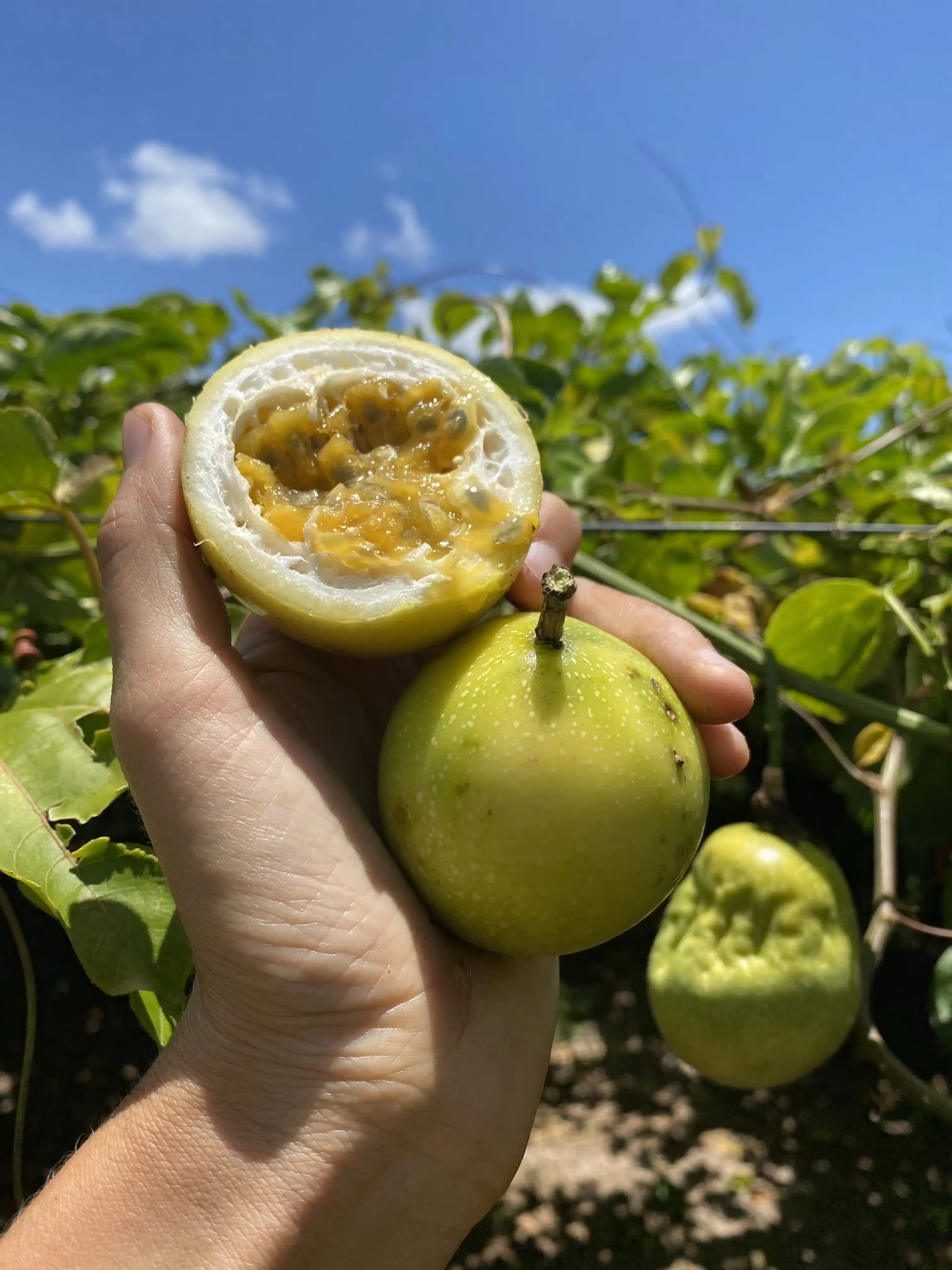 Golden Passionfruit Box