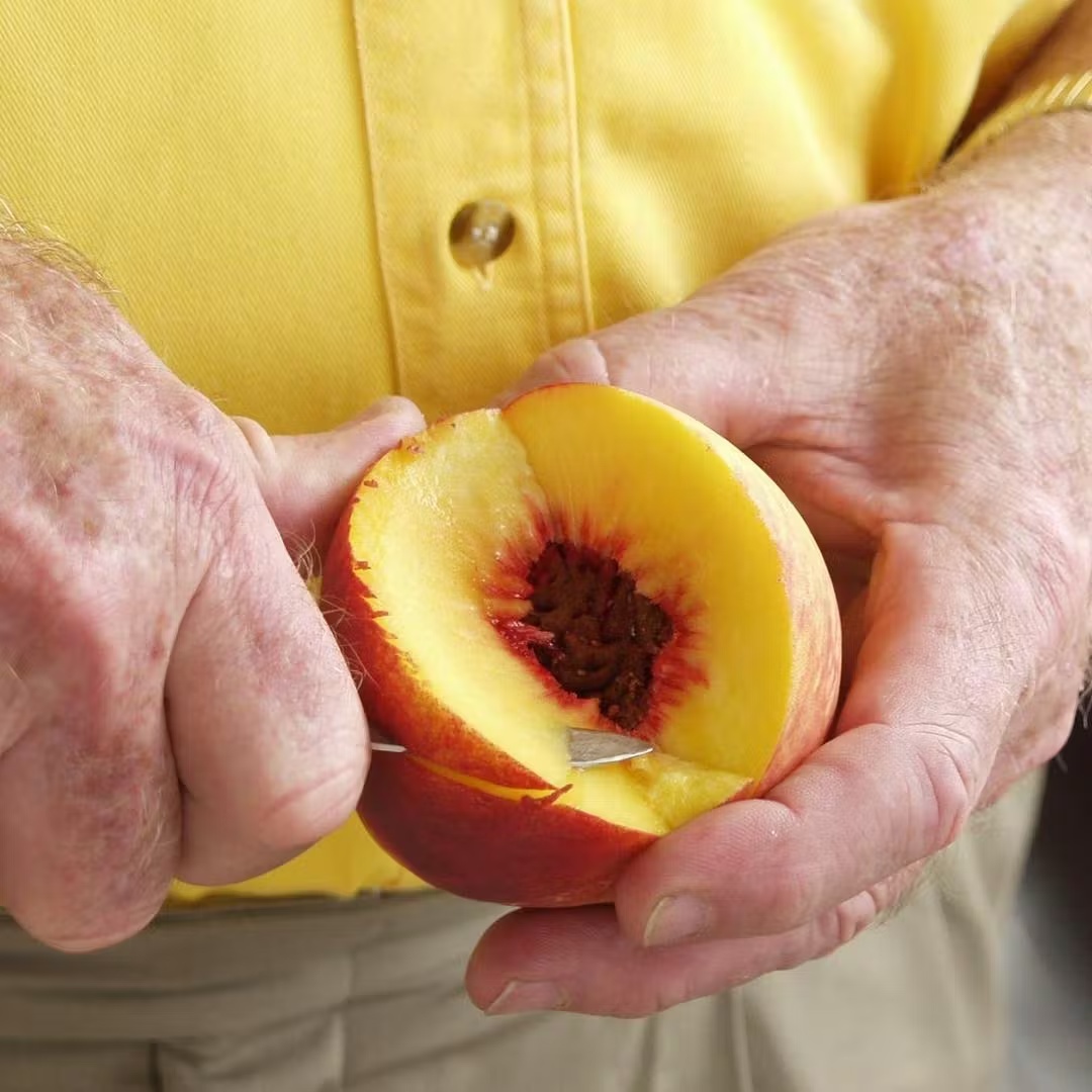 23811-farm-fresh-georgia-peaches-1.jpg