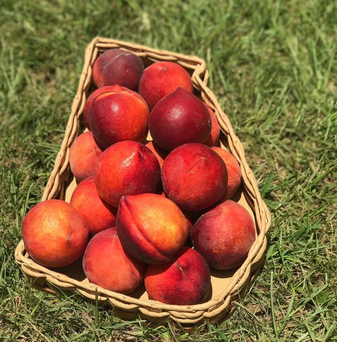 Farm Fresh Georgia Peaches