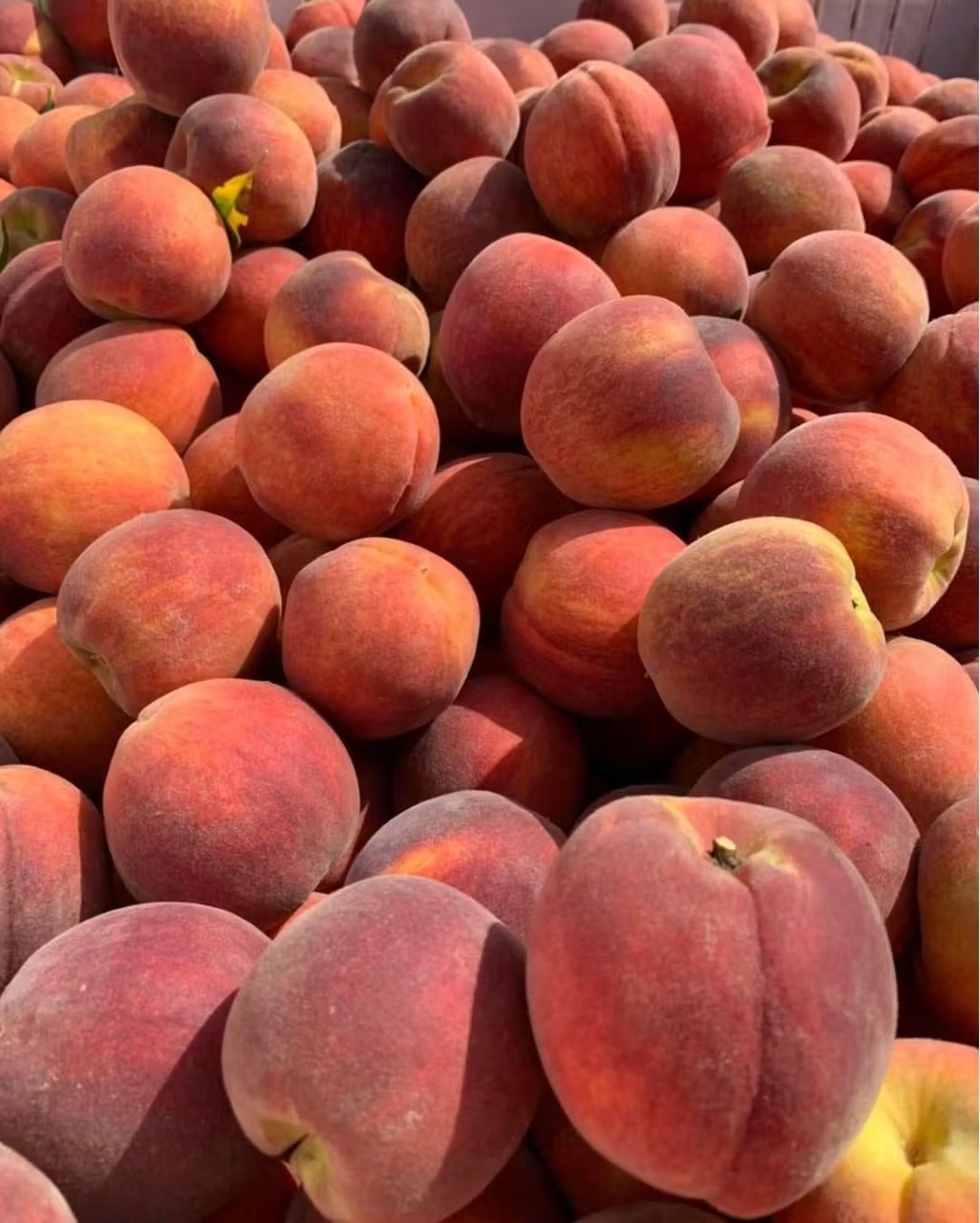 23811-farm-fresh-georgia-peaches-1.jpg