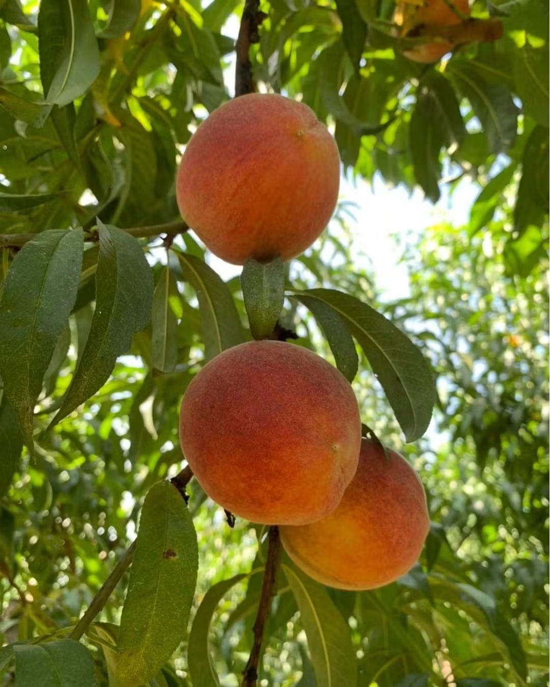 23811-farm-fresh-georgia-peaches-1.jpg