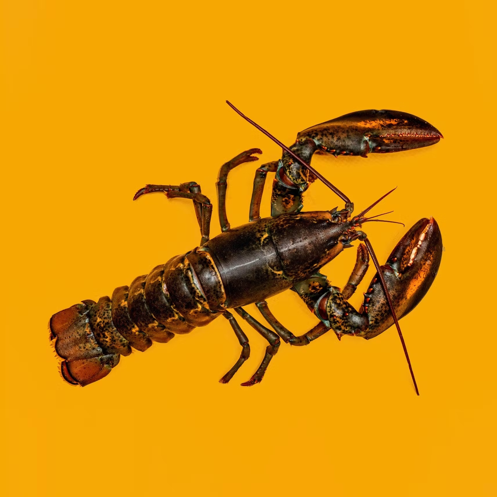 Whole Live Lobster - 2 Pack