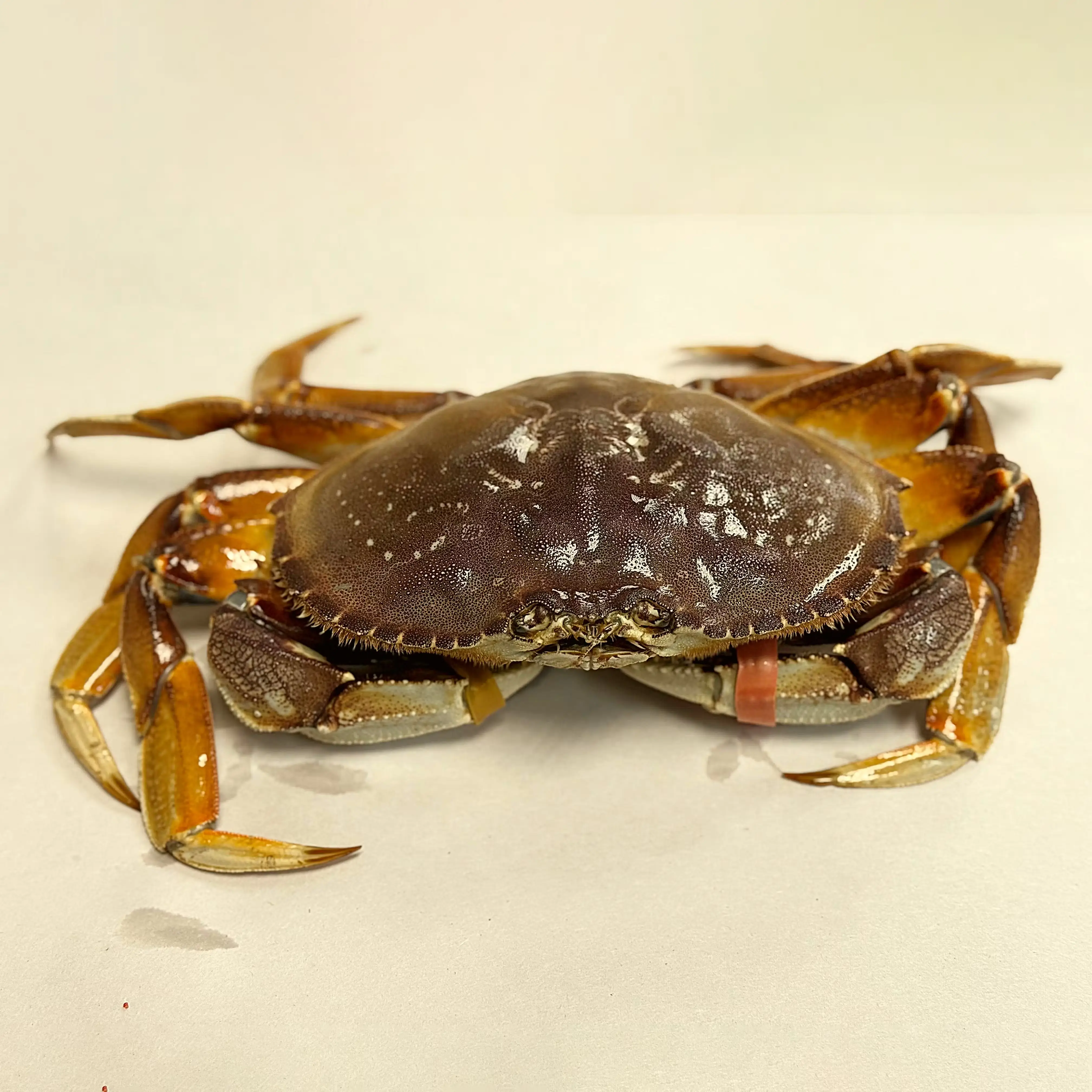 Whole Live Dungeness Crab