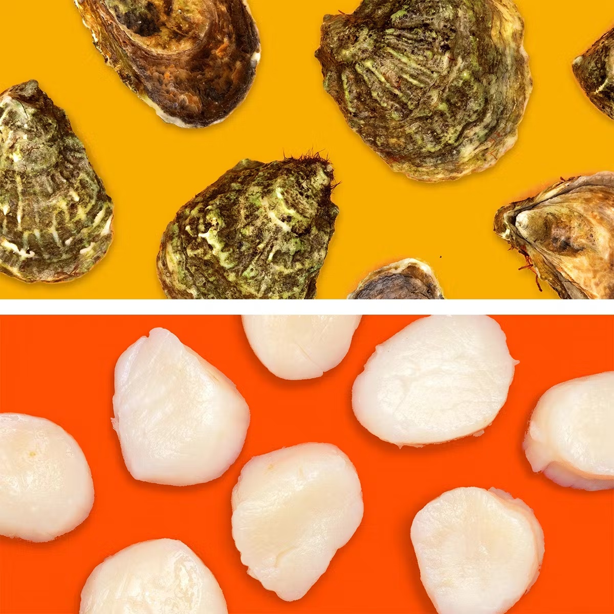 Seasonal Oysters + Scallops - Choose Your Own