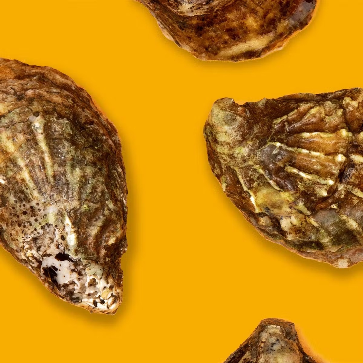 Seasonal Oysters + Scallops - Choose Your Own