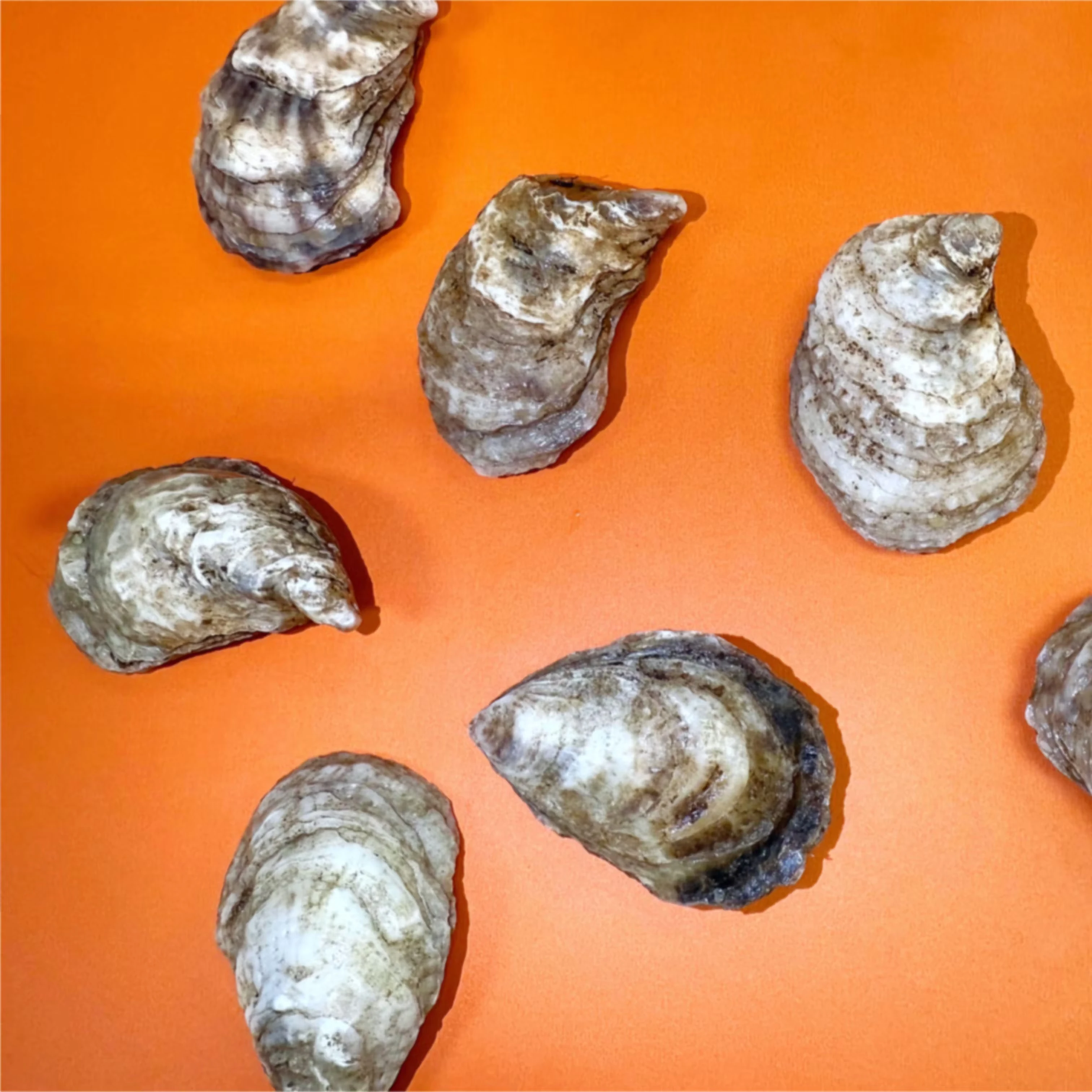 Chef's Favorite Shellfish Box