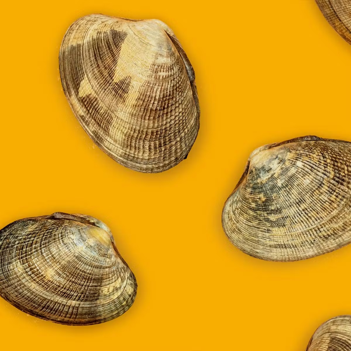 Clams - Choose Your Own