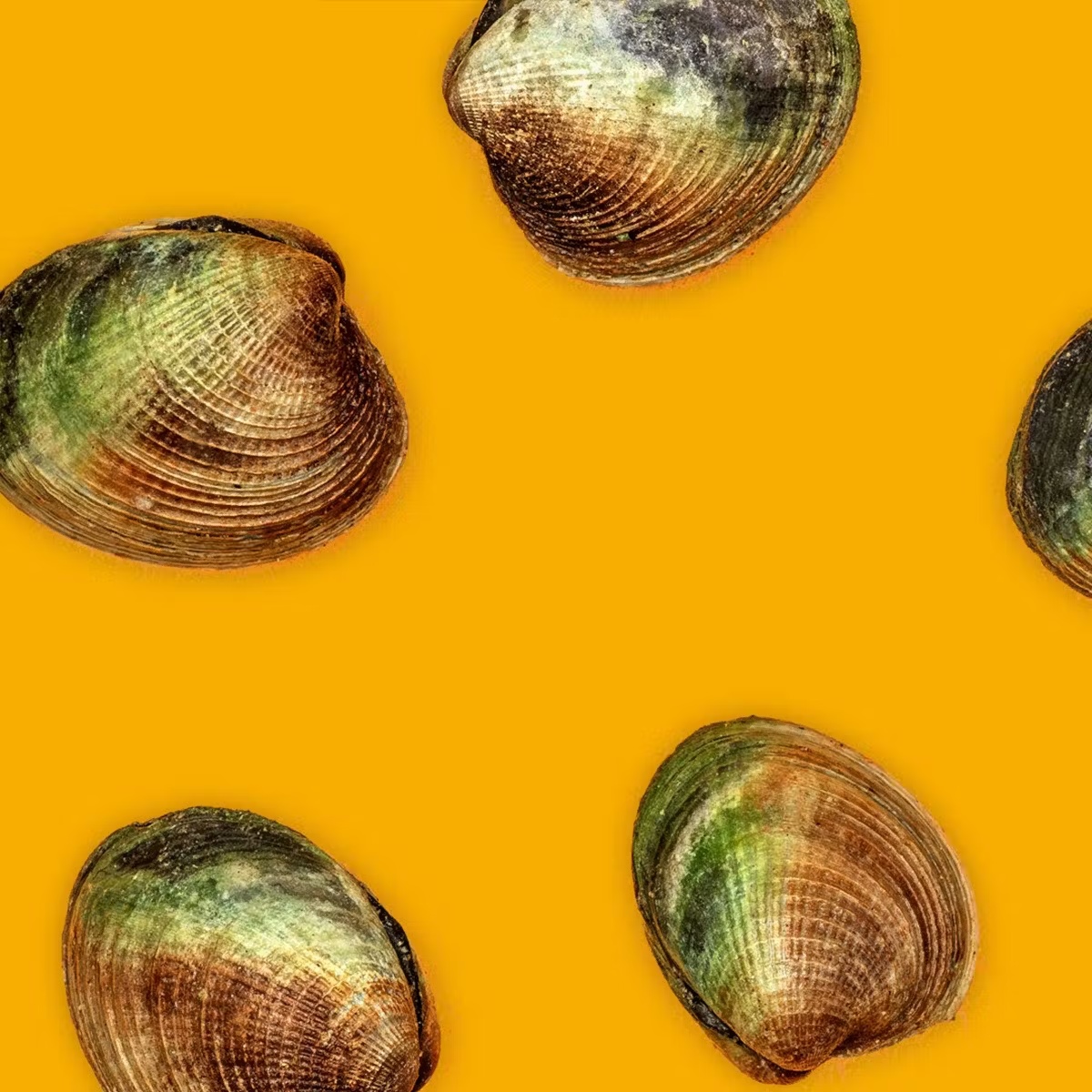 Clams - Choose Your Own