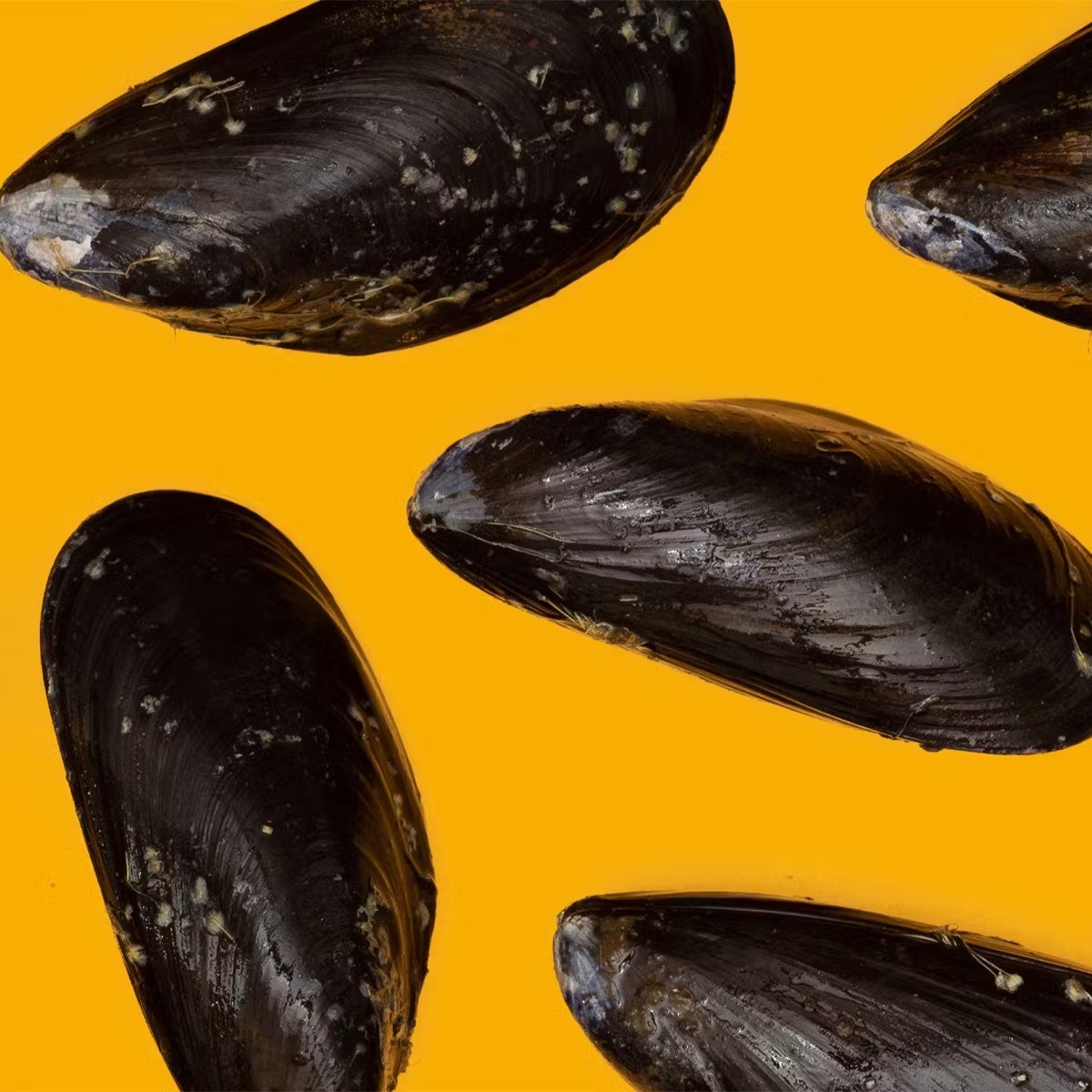 PEI Mussels - 2 lbs.