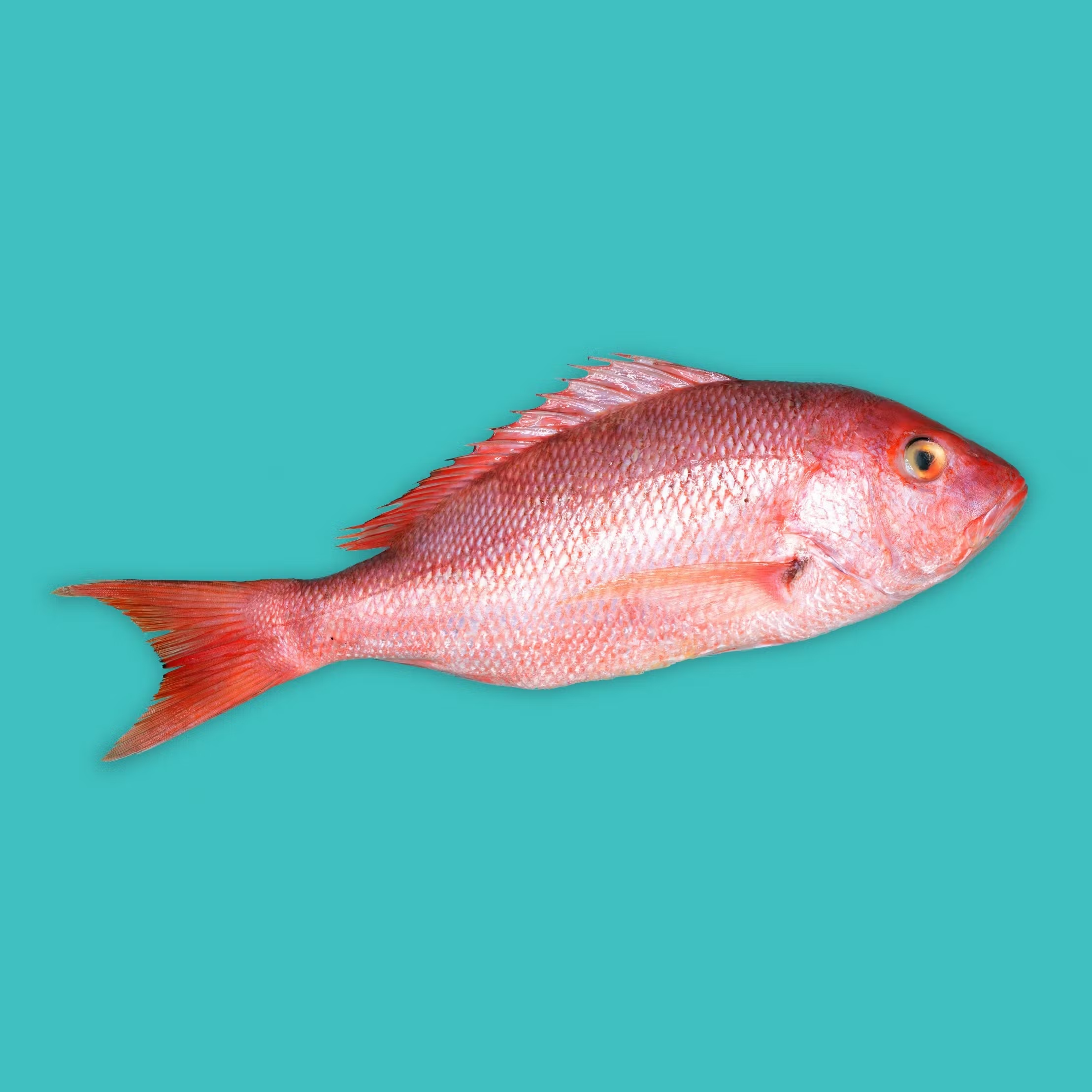Red Snapper Fillet - 2 Pack